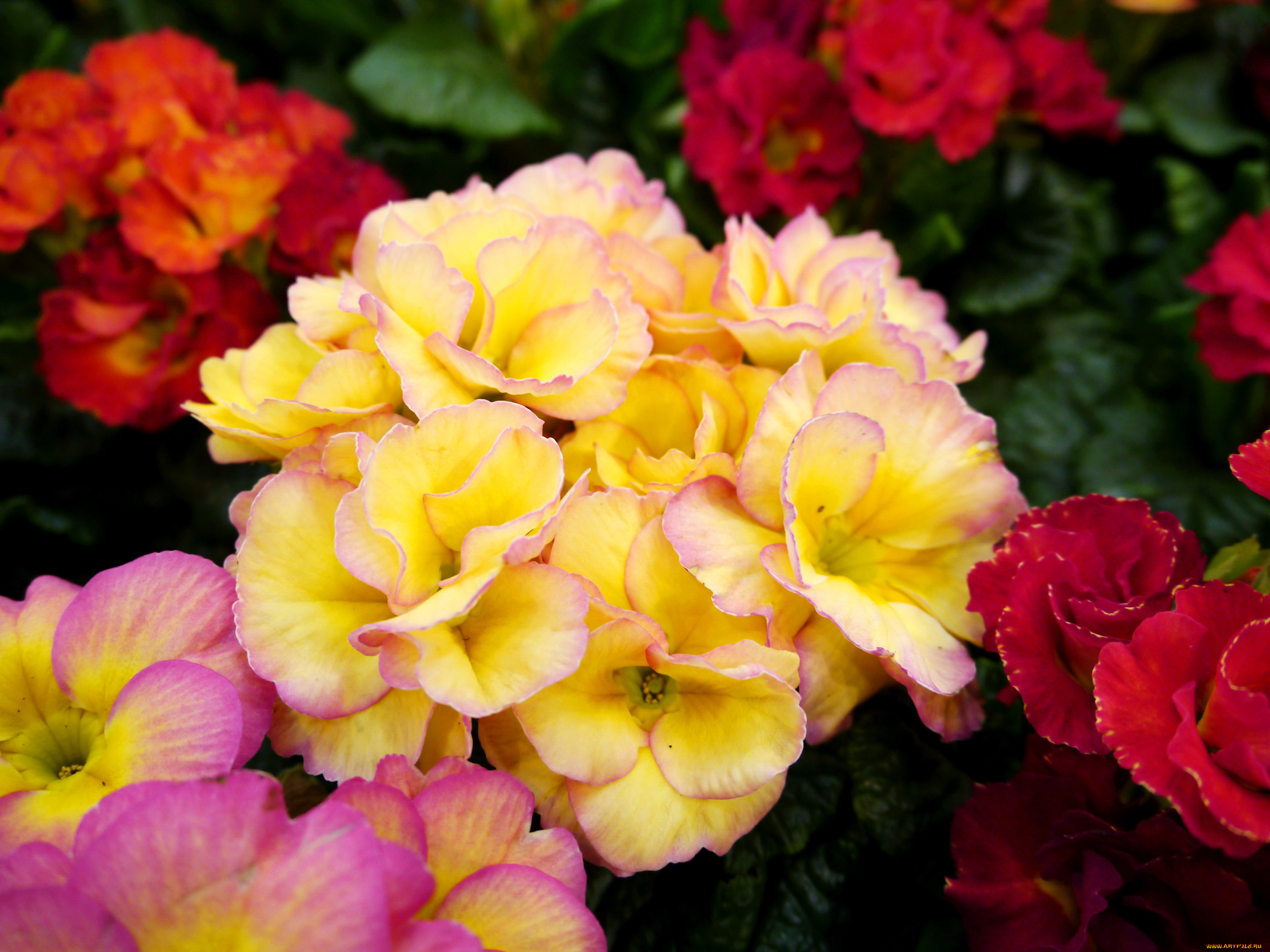 цветы, примулы, много, примула