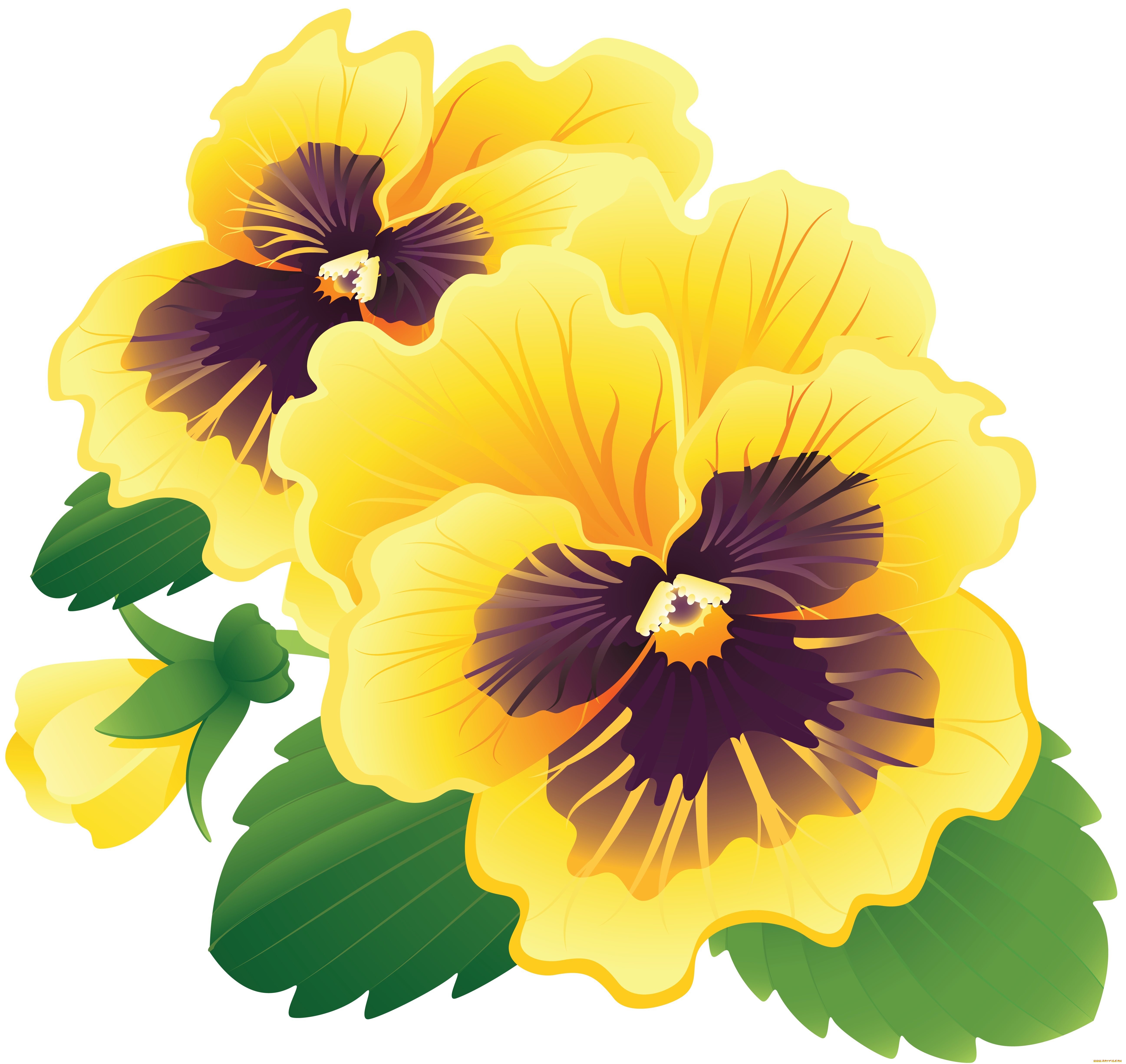 векторная, графика, цветы, анютины, глазки