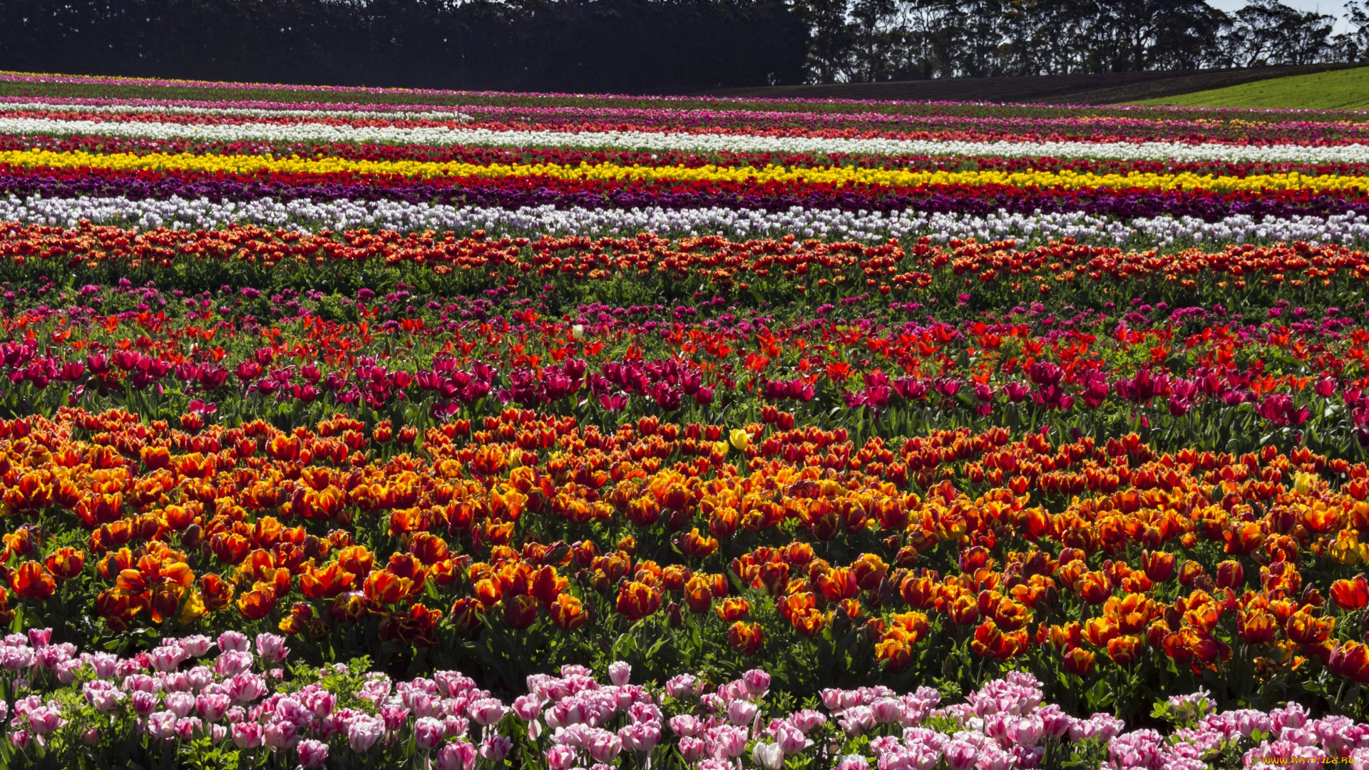 австралия, цветы, тюльпаны, разноцветные