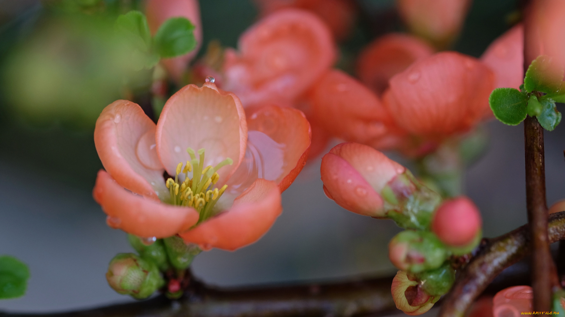 цветы, цветущие, деревья, , , кустарники, цветущая, веточка, цветки, ветка, листья