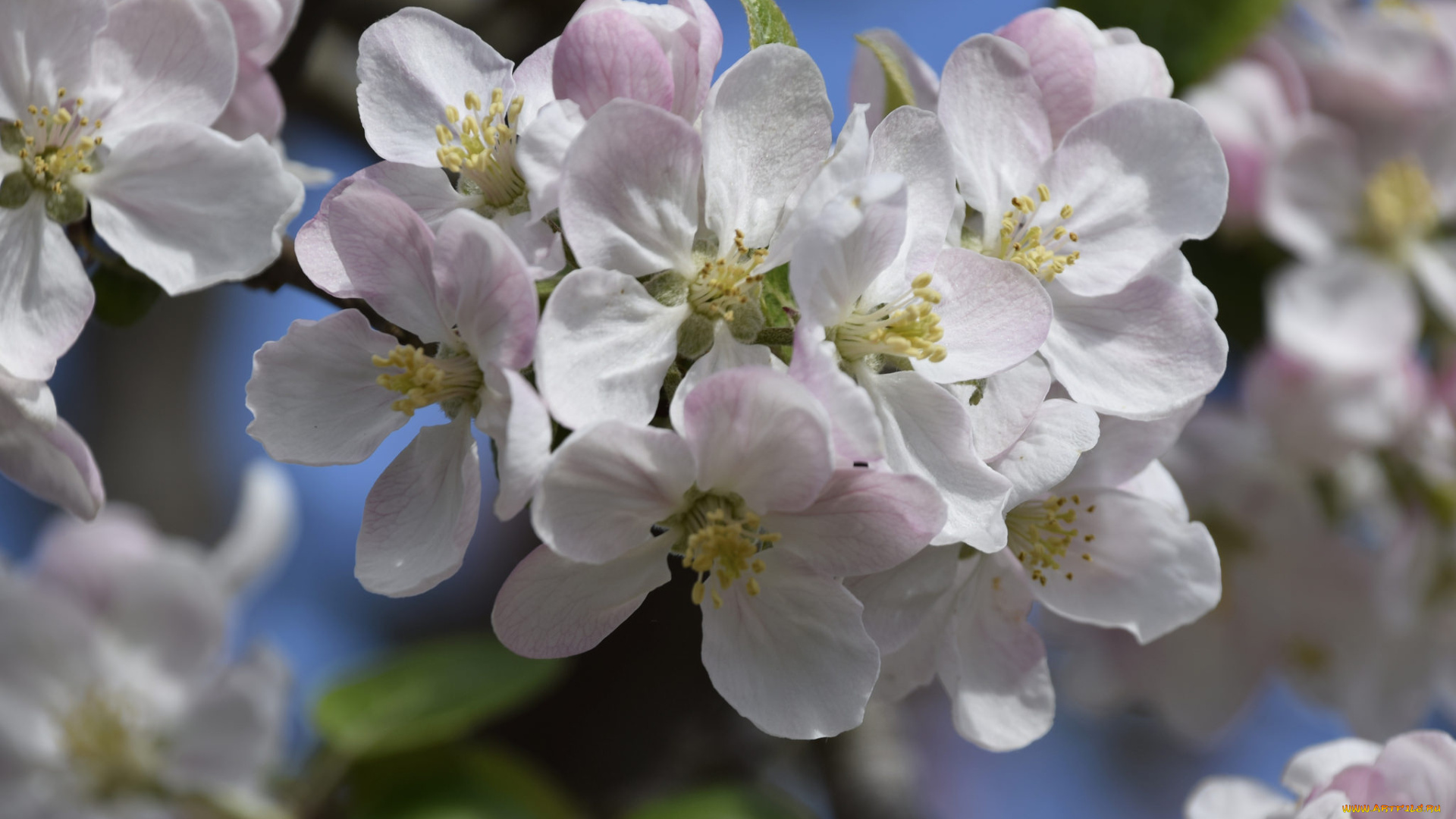 цветы, цветущие, деревья, , , кустарники, цветение, листья, цветок, ветка, нежность