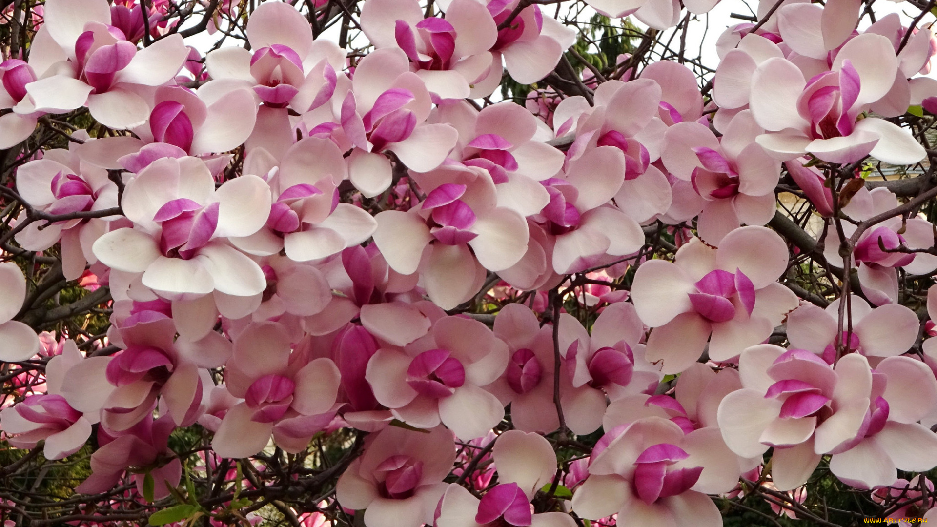 цветы, цветущие, деревья, , , кустарники, цветение, куст