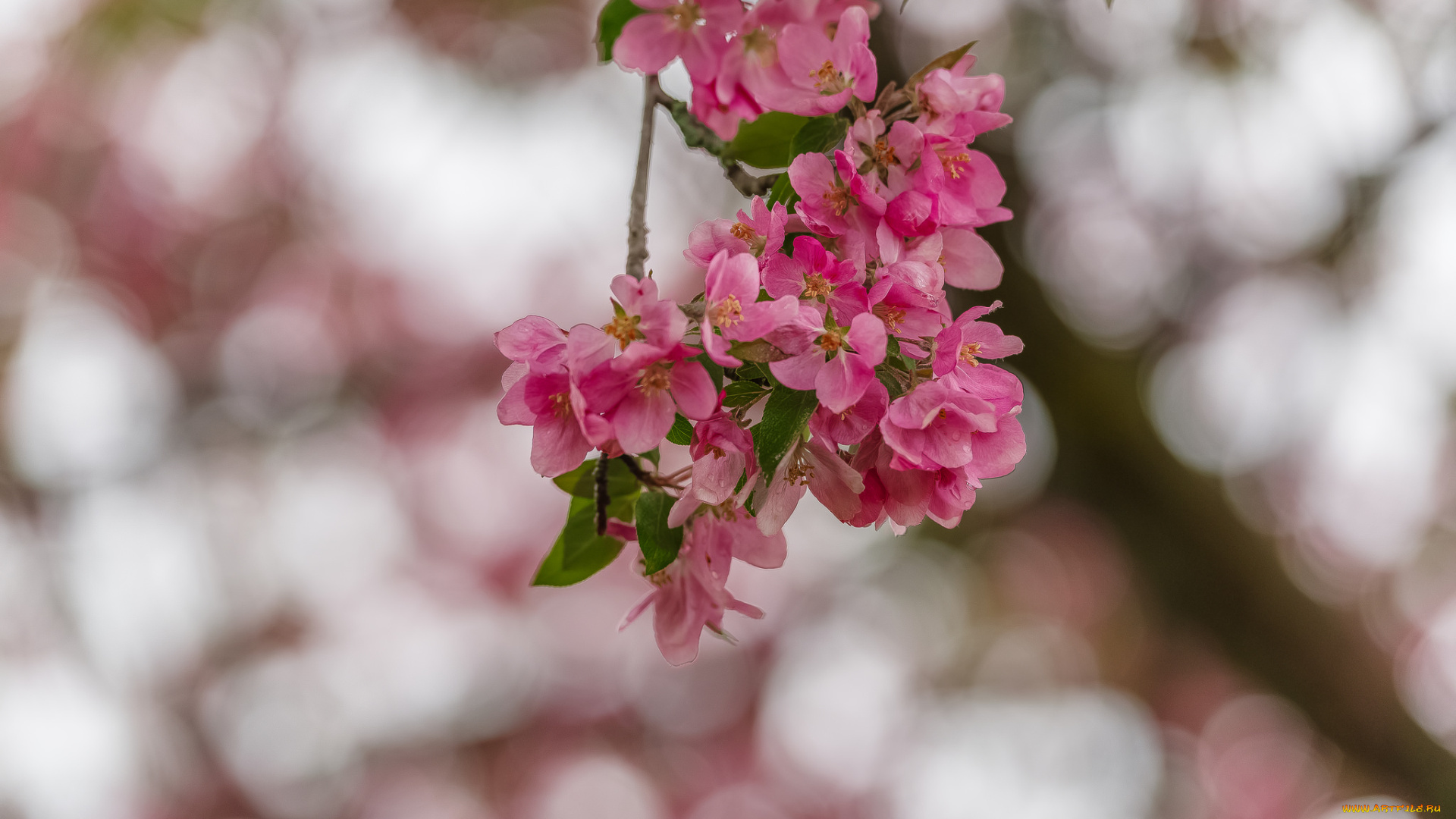 цветы, цветущие, деревья, , , кустарники, цветочки, ветка, листики, нежно, цветение