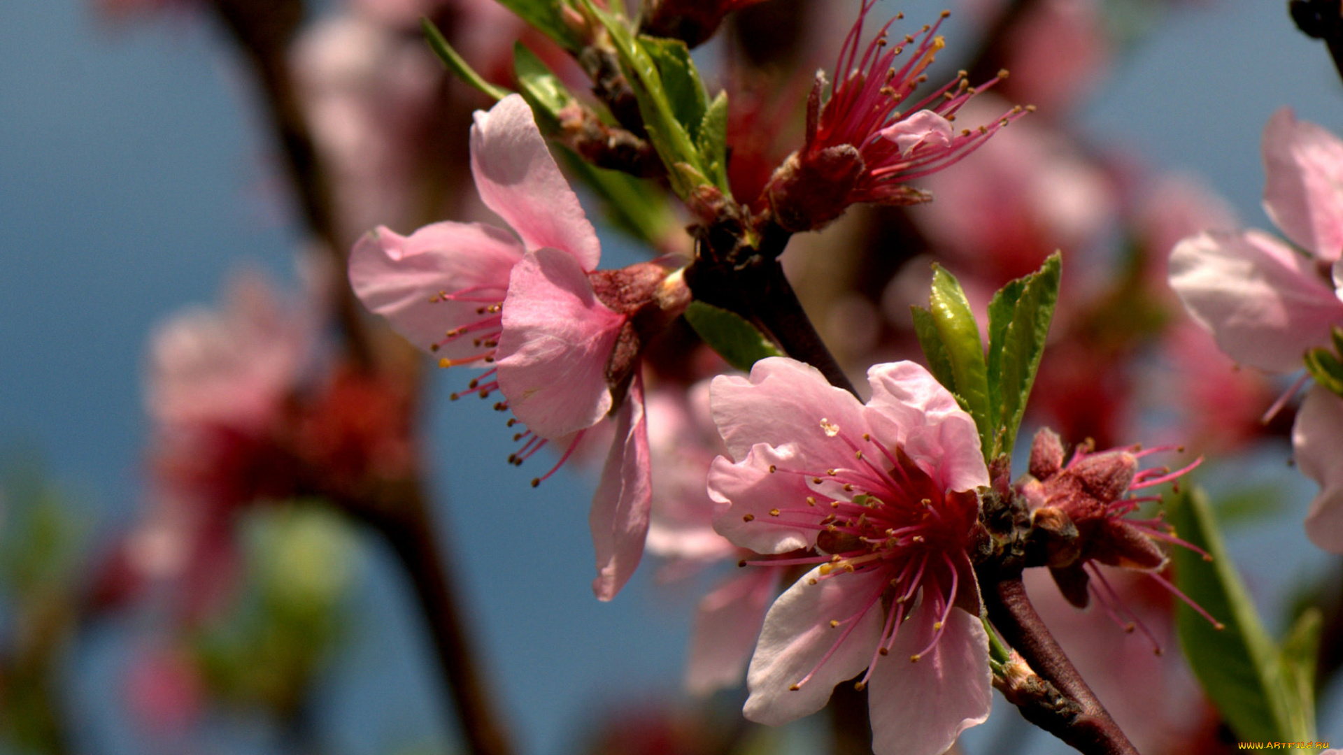 цветы, цветущие, деревья, , , кустарники, листья, ветка, цветущая, веточка, цветки