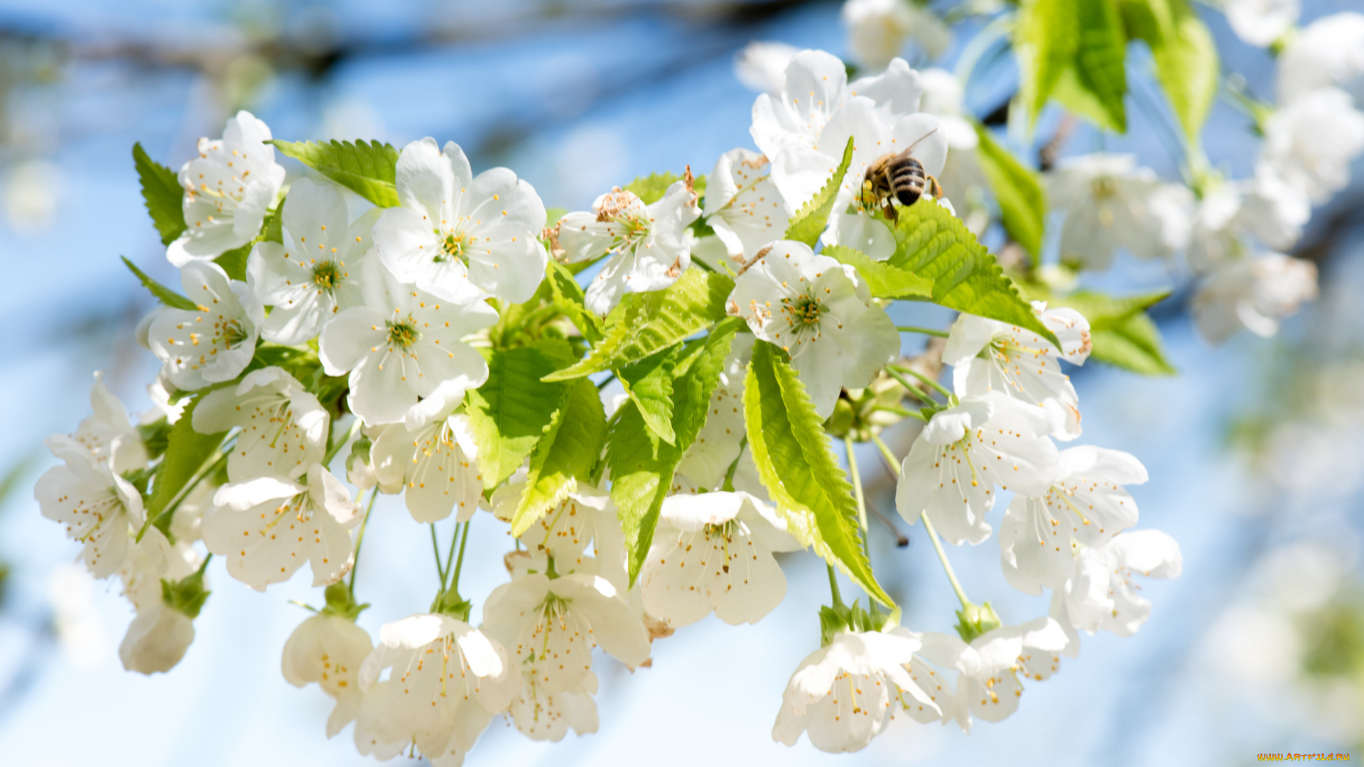 цветы, цветущие, деревья, , , кустарники, ветка, листья, цветки, цветущая, веточка