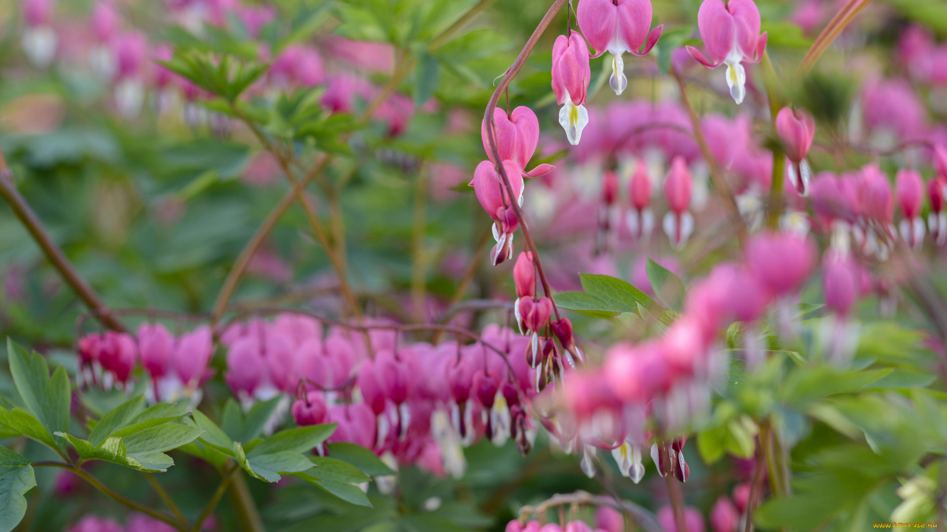 цветы, дицентра, , разбитое, сердце, цветок, сердце, цветение, весна, куст