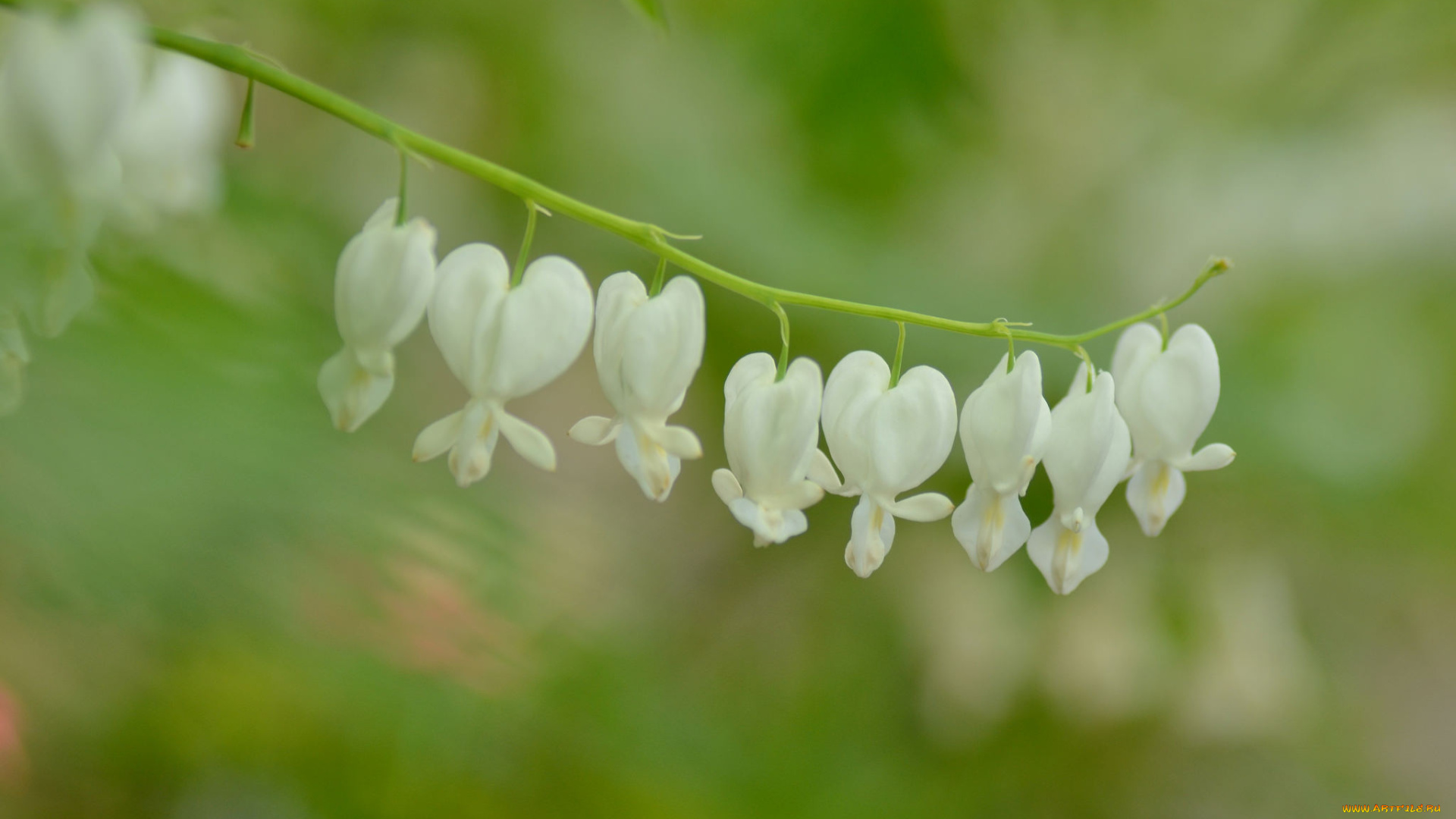 цветы, дицентра, , разбитое, сердце, разбитое, сердце