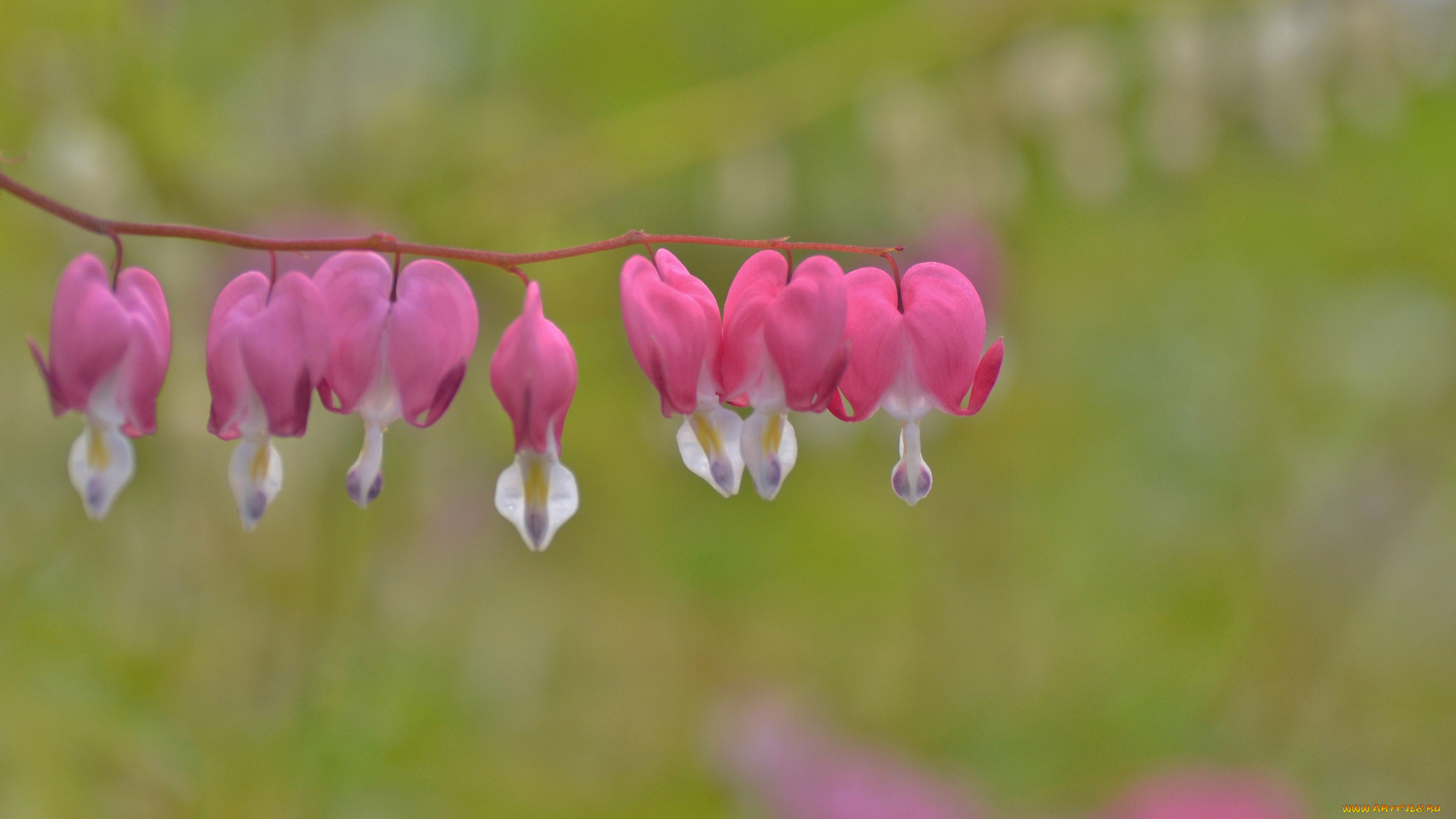 цветы, дицентра, , разбитое, сердце, разбитое, сердце