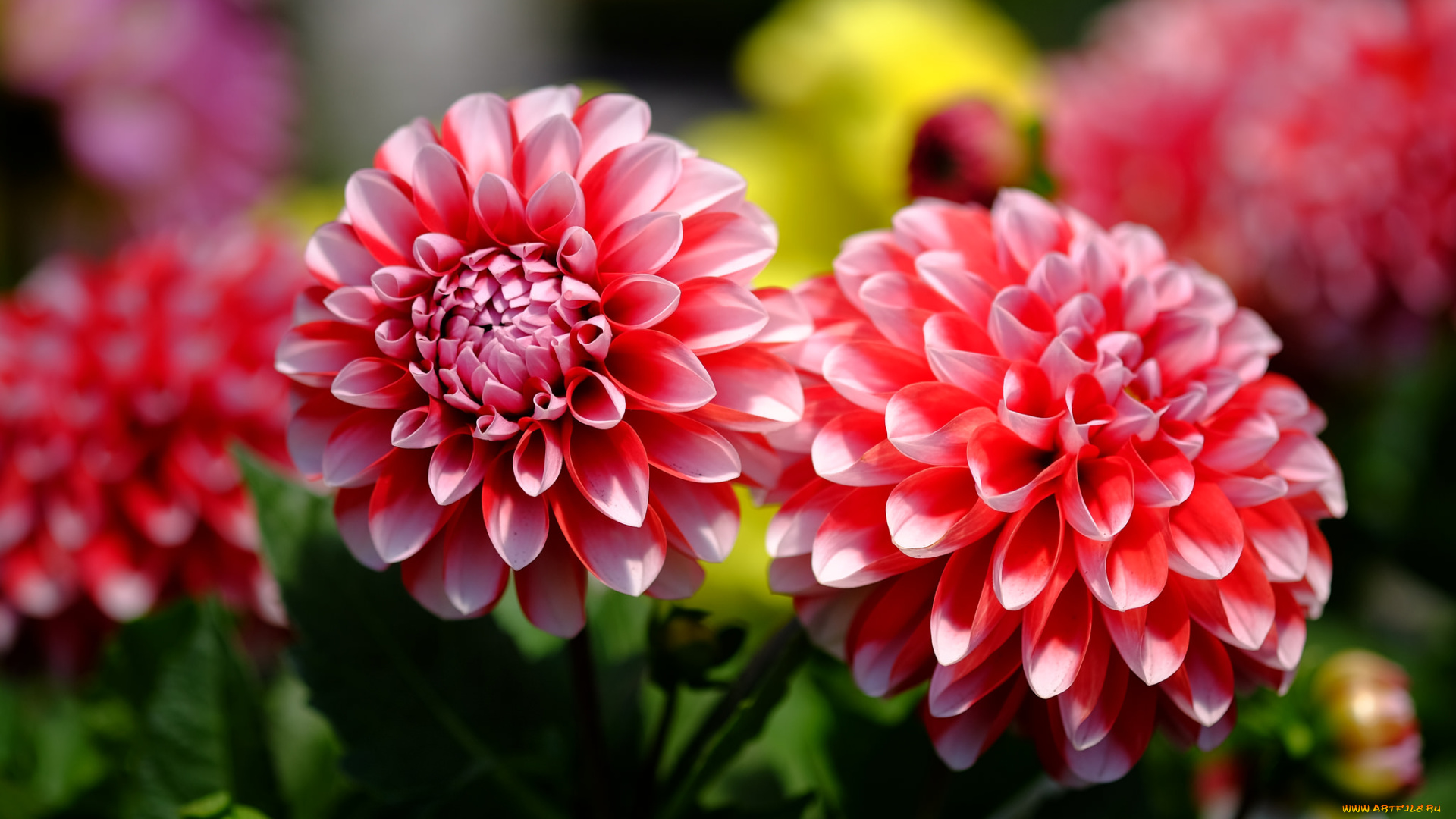 цветы, георгины, цветение, георгин, бутоны, лепестки