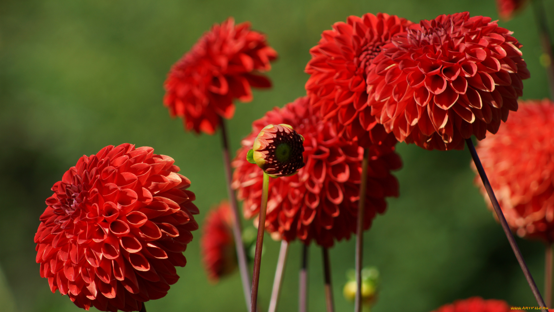 цветы, георгины, лепестки, цветение, розовый, георгин