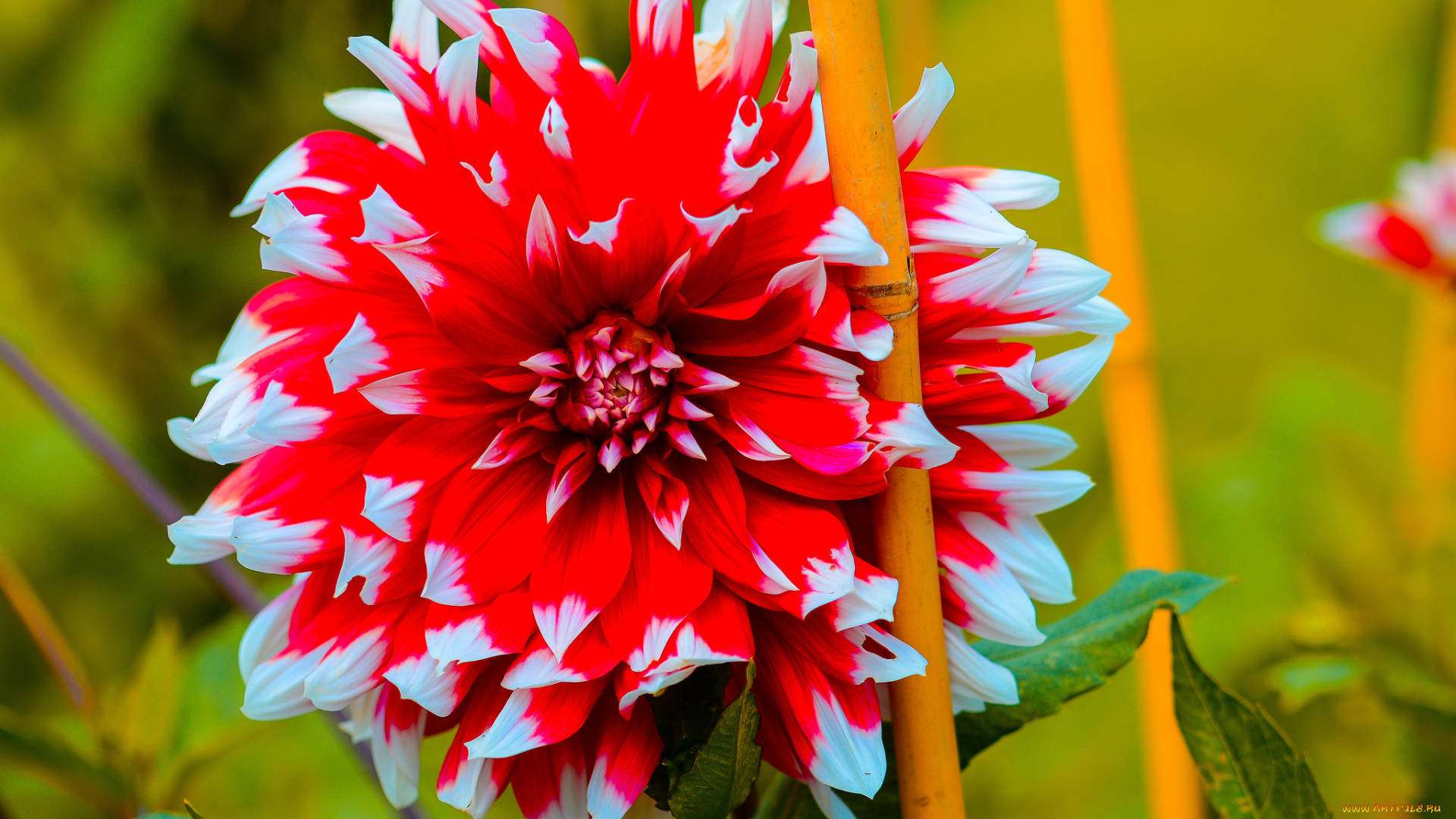 цветы, георгины, нежность, лепестки, цветение, цветки, герань