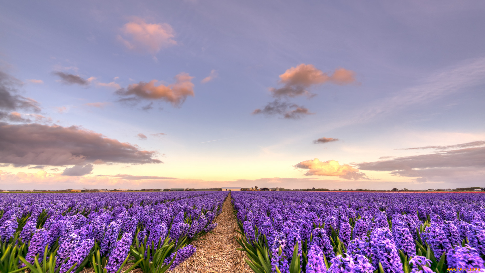 цветы, гиацинты, кустики, цветение, гиацинт, весна, ярко