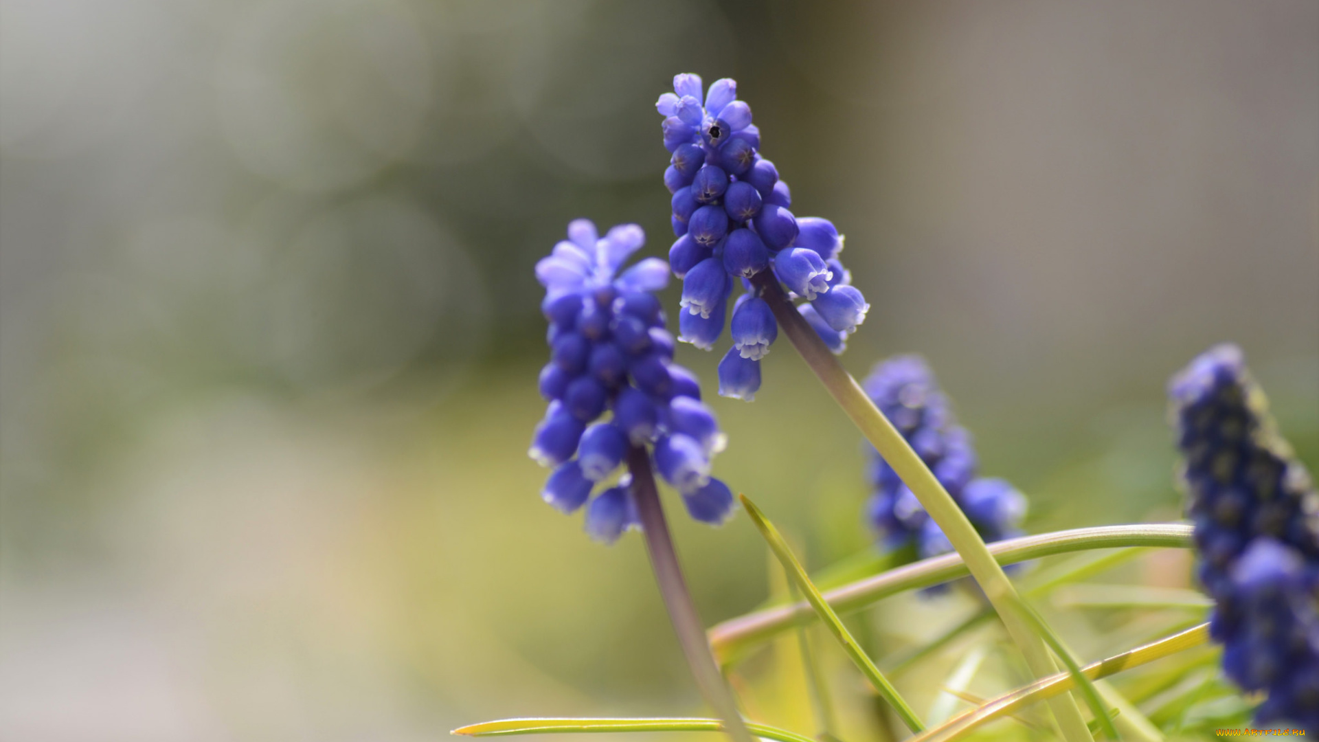 цветы, гиацинты, макро