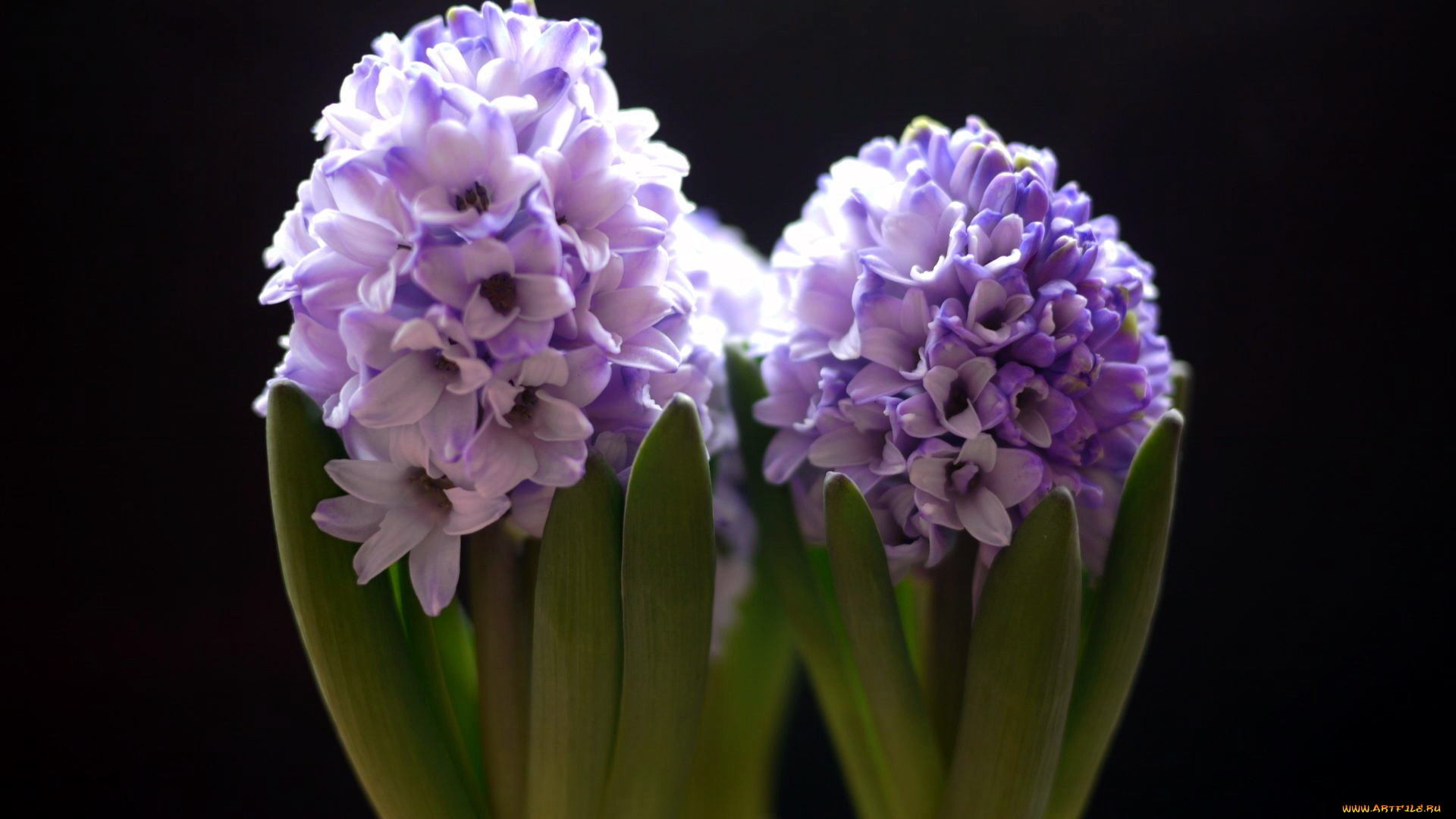 цветы, гиацинты, сиреневый