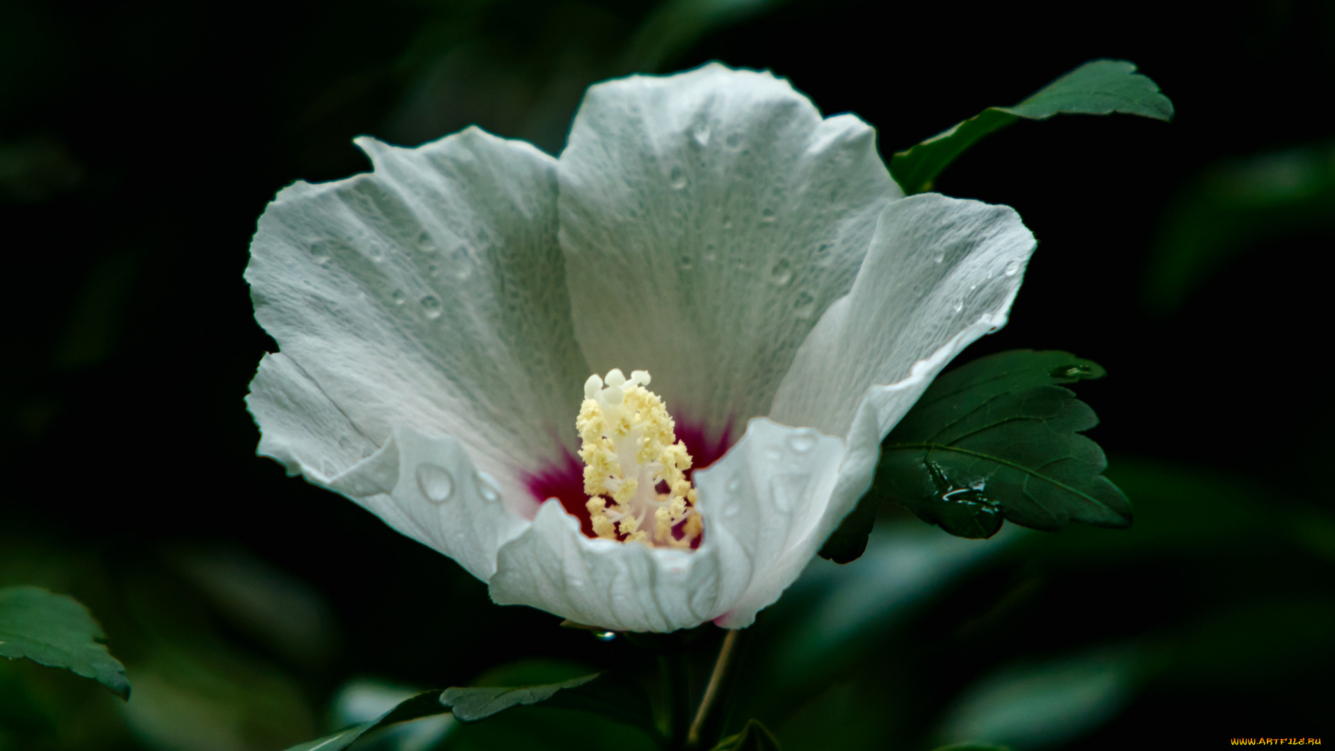 цветы, гибискусы, цветение, ярко, листики, гибискус, лепестки, тычинки
