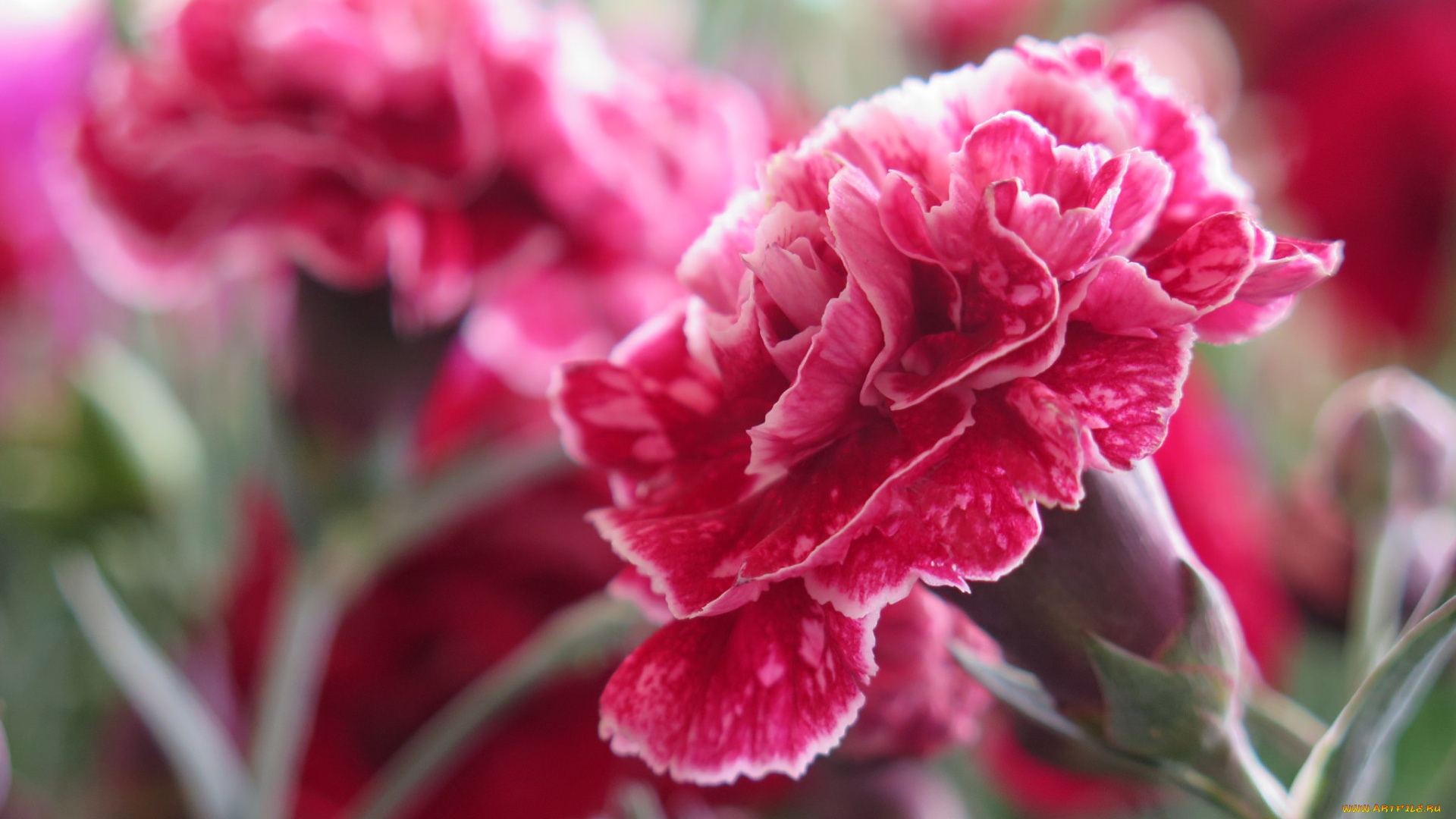 цветы, гвоздики, цветение, цветок, стебель, листья, гвоздика