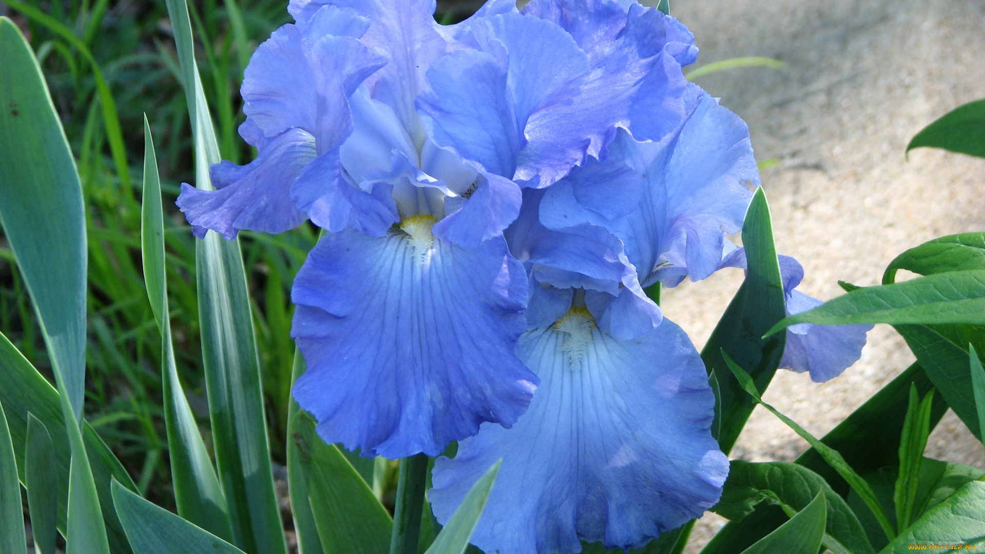 цветы, ирисы, голубые