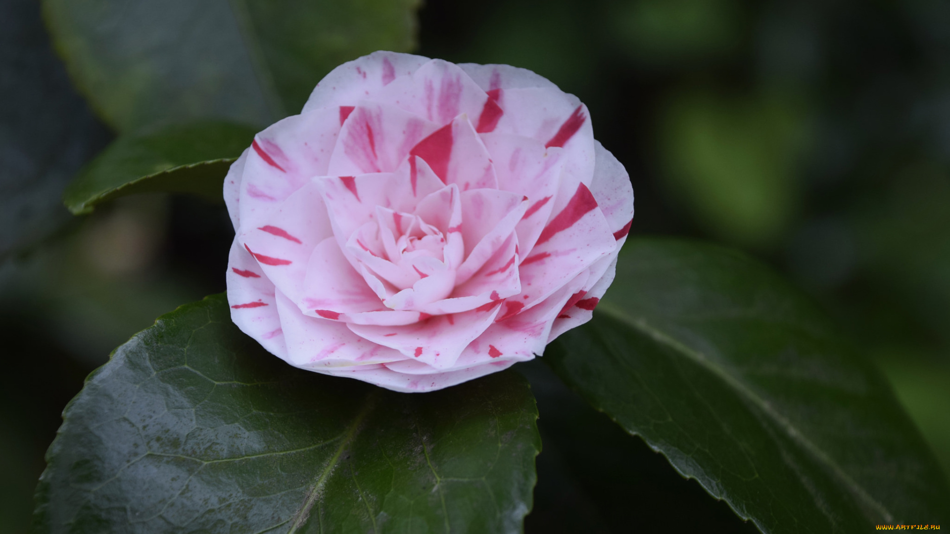 цветы, камелии, кустарник, цветение, бутон, листья, камелия, bud, leaf, camellia, shrubs, flowering