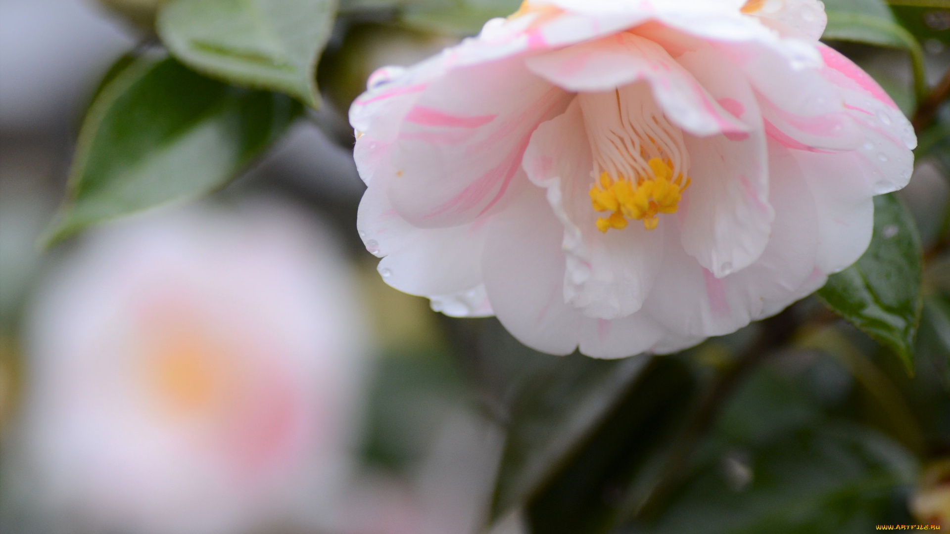 цветы, камелии, нежность