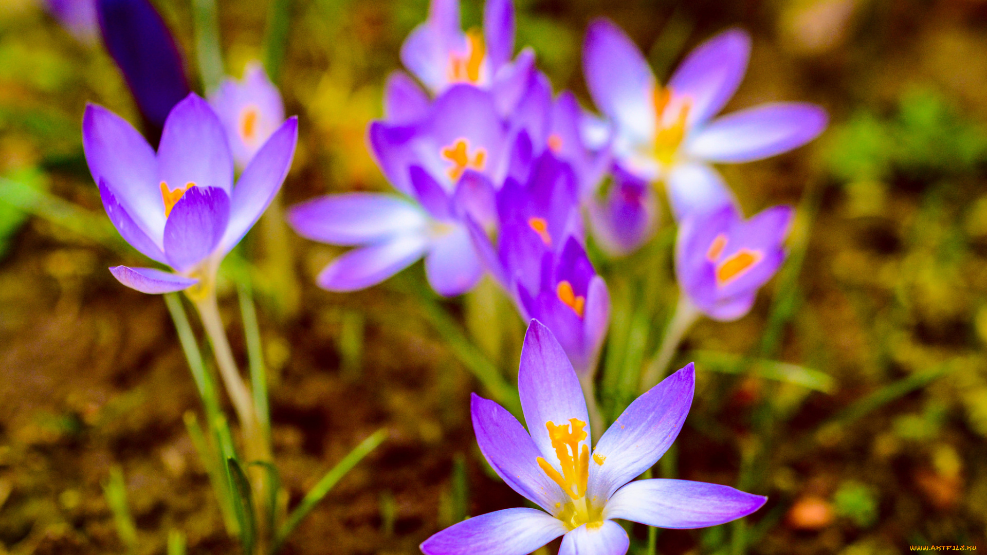 цветы, крокусы, цветение, цвет