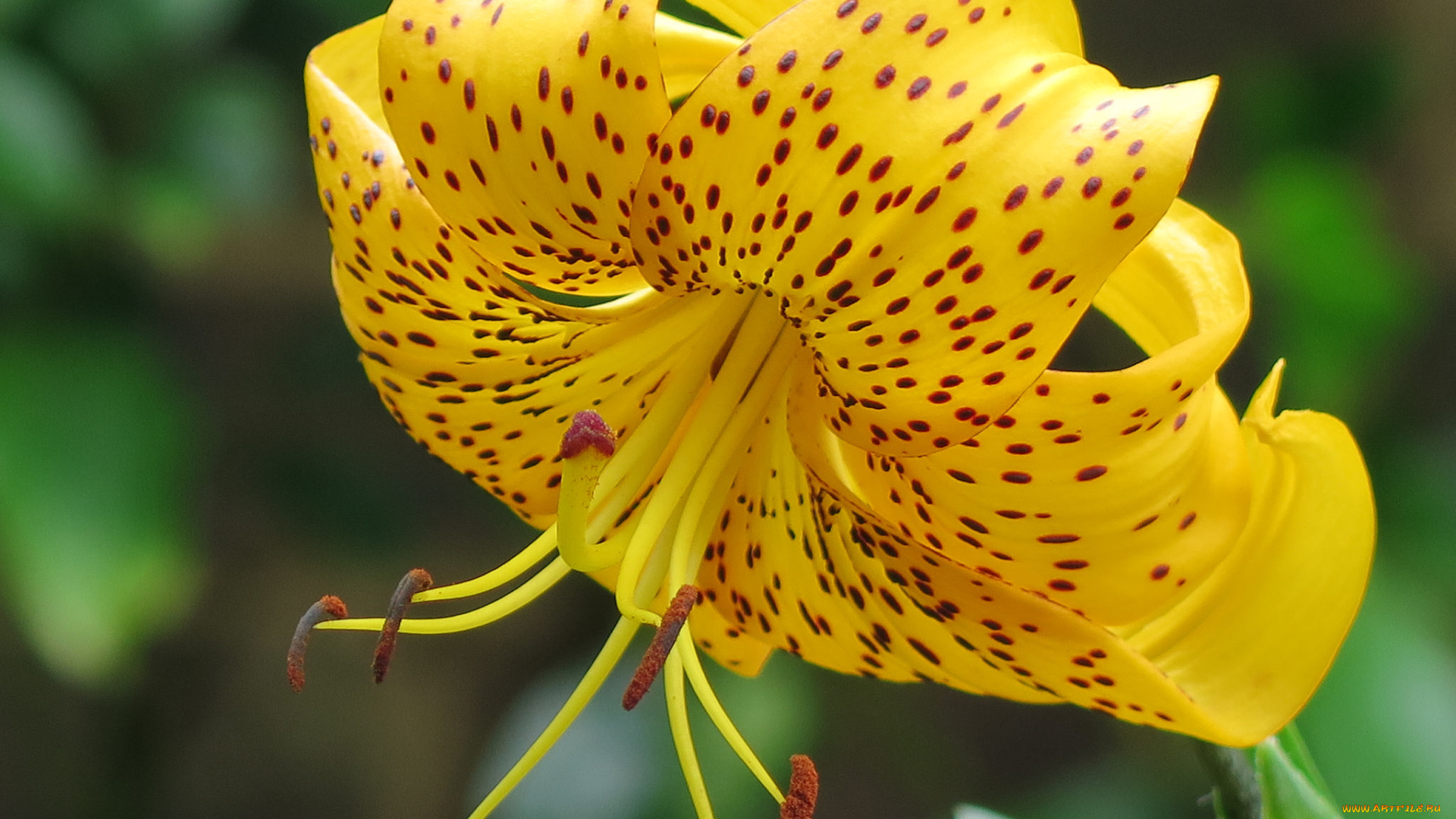 цветы, лилии, , лилейники, blooms, buds, pink, lily, цветение, бутоны, розовые