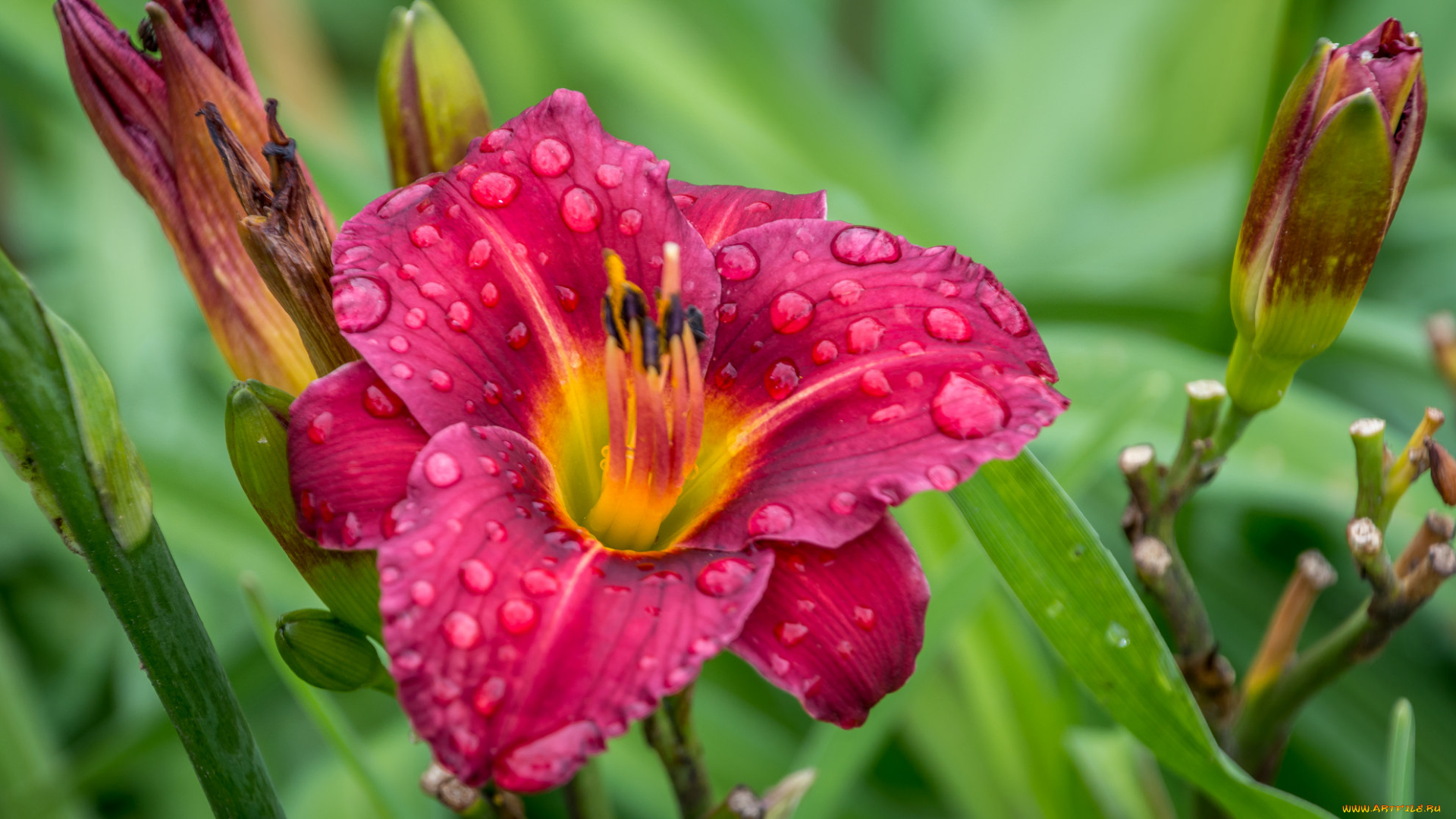 цветы, лилии, , лилейники, petals, bloom, lily, лепестки, цветение