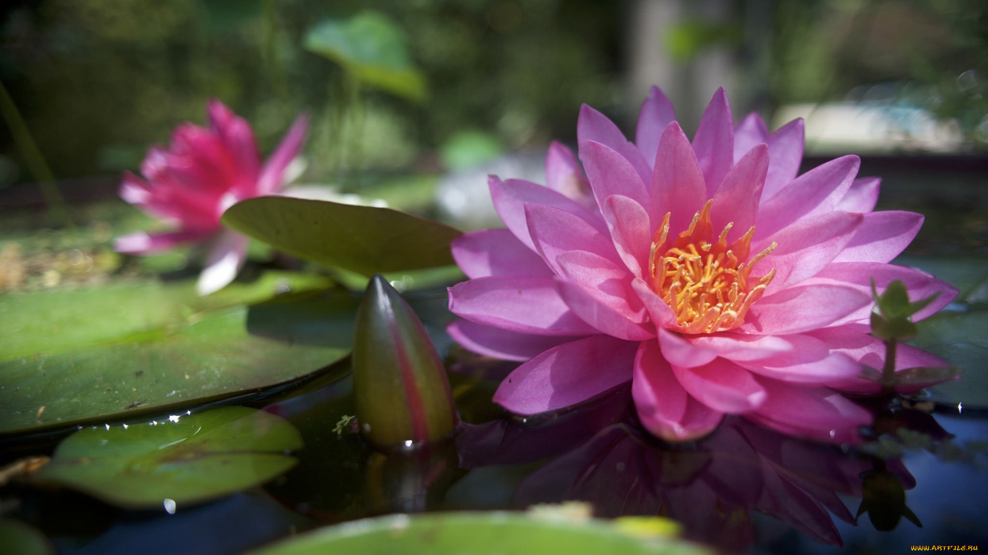 цветы, лилии, водяные, , нимфеи, , кувшинки, розовый, водяная, лилия, нимфея