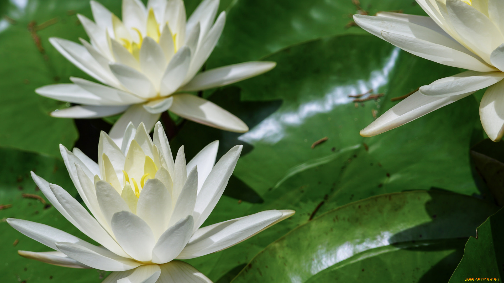 цветы, лилии, водяные, , нимфеи, , кувшинки, листья, вода, шары, кувшинки