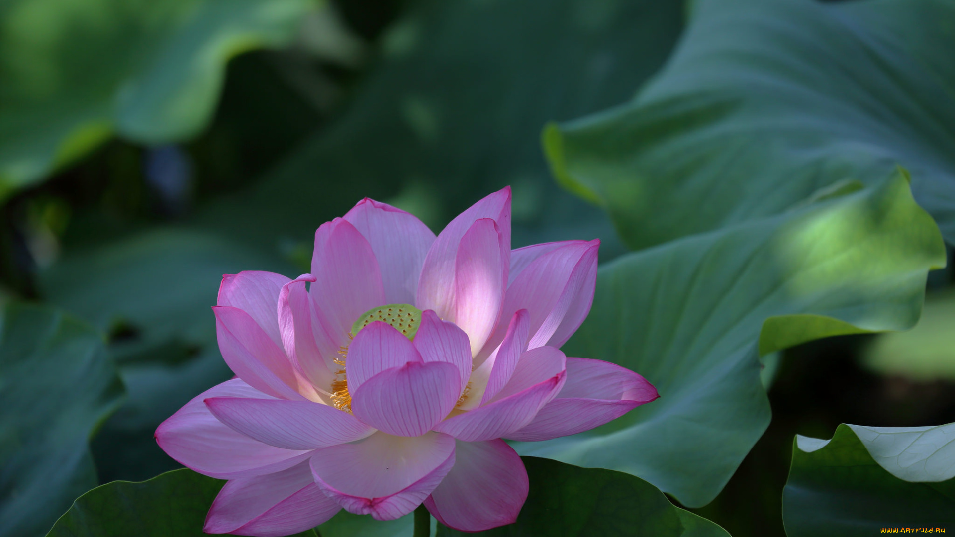 цветы, лотосы, цветение, лотос, лепестки