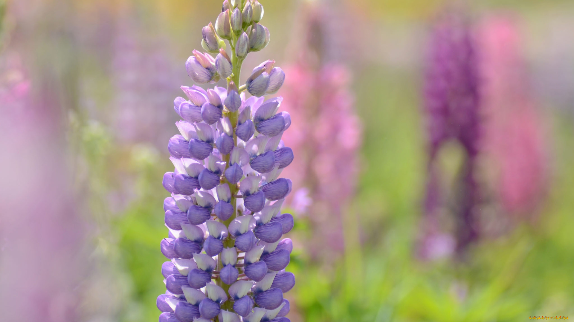 цветы, люпин