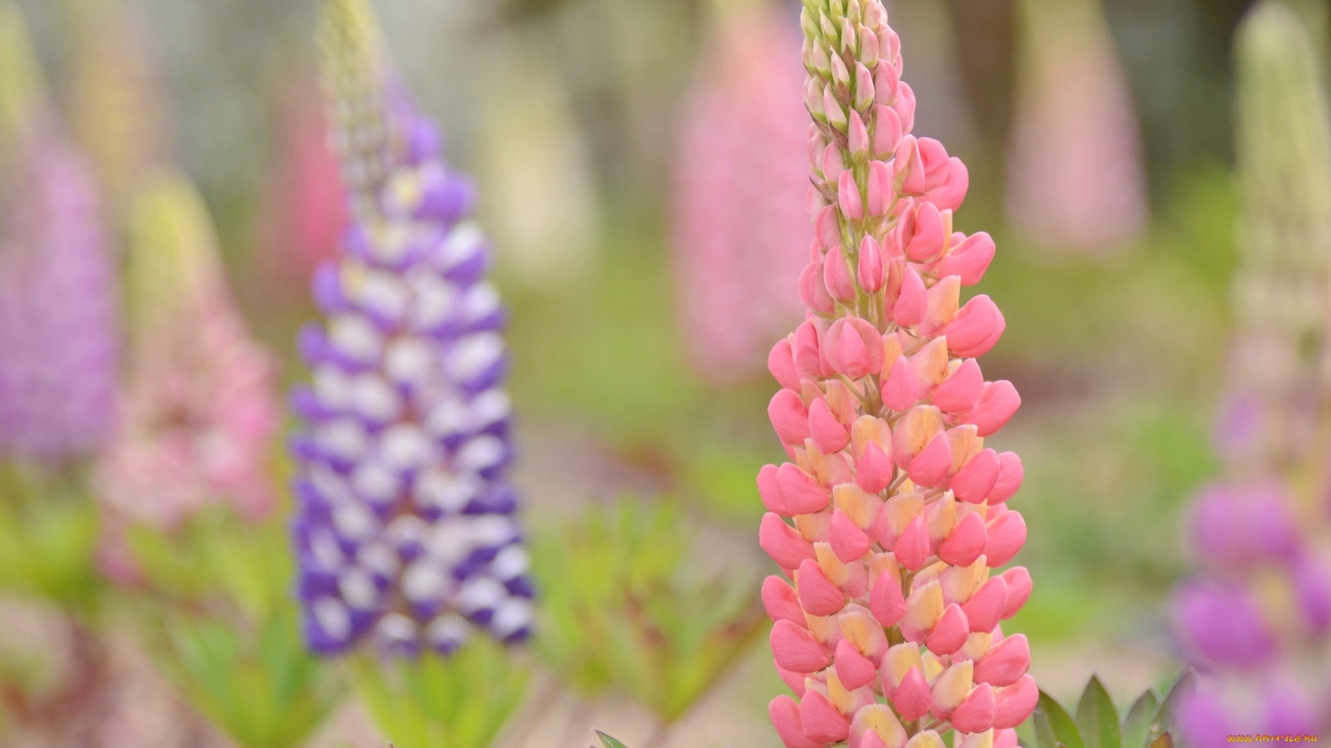 цветы, люпин, эротика