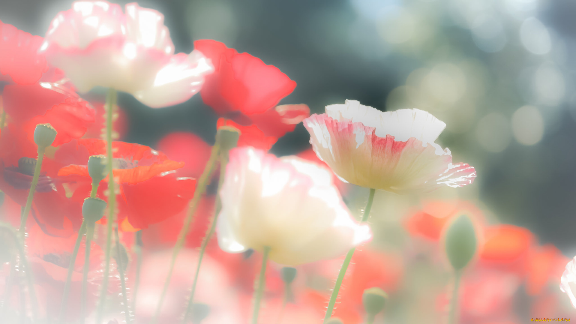 цветы, маки, мак, природа, поле, луг, лепестки