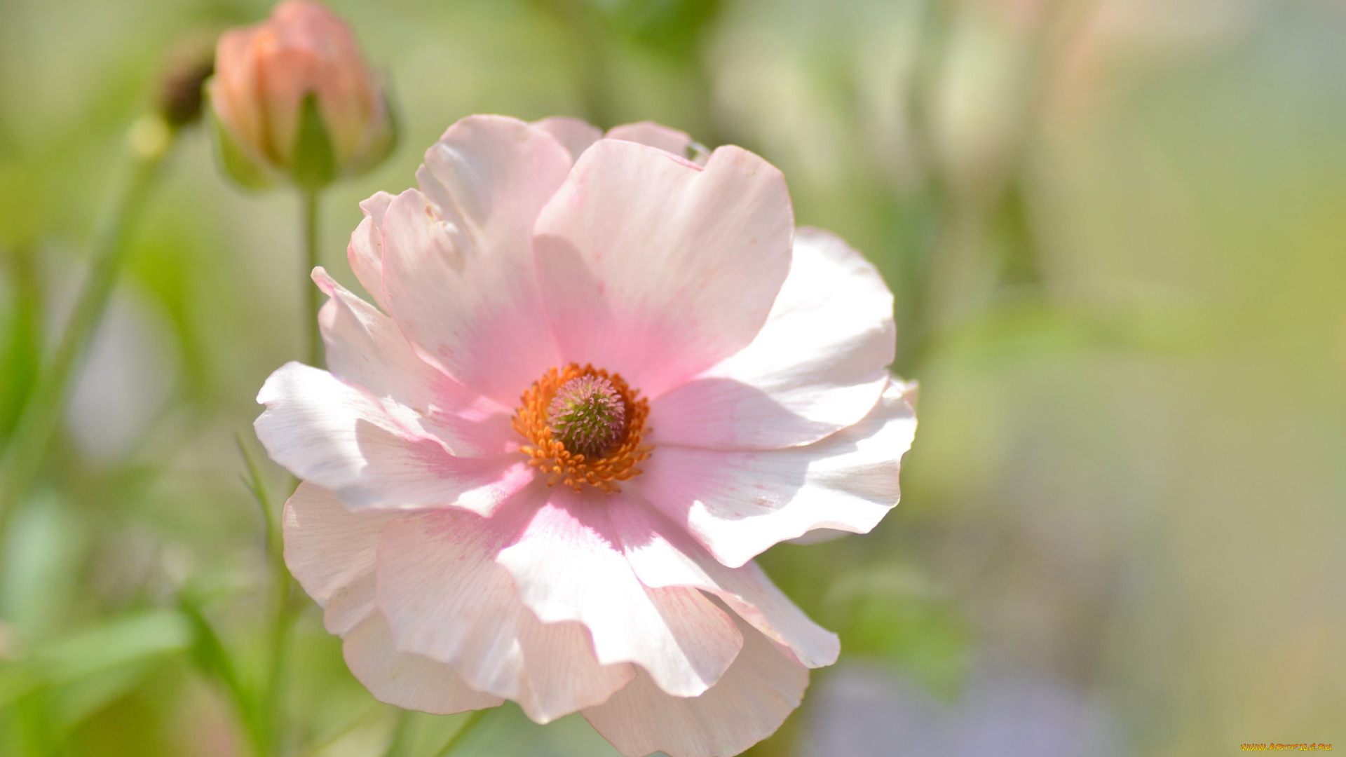 цветы, маки, розовый