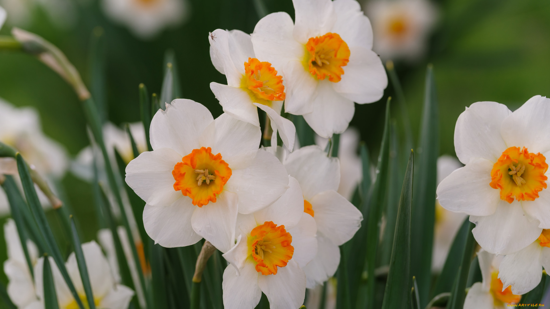цветы, нарциссы, цветение, лепестки