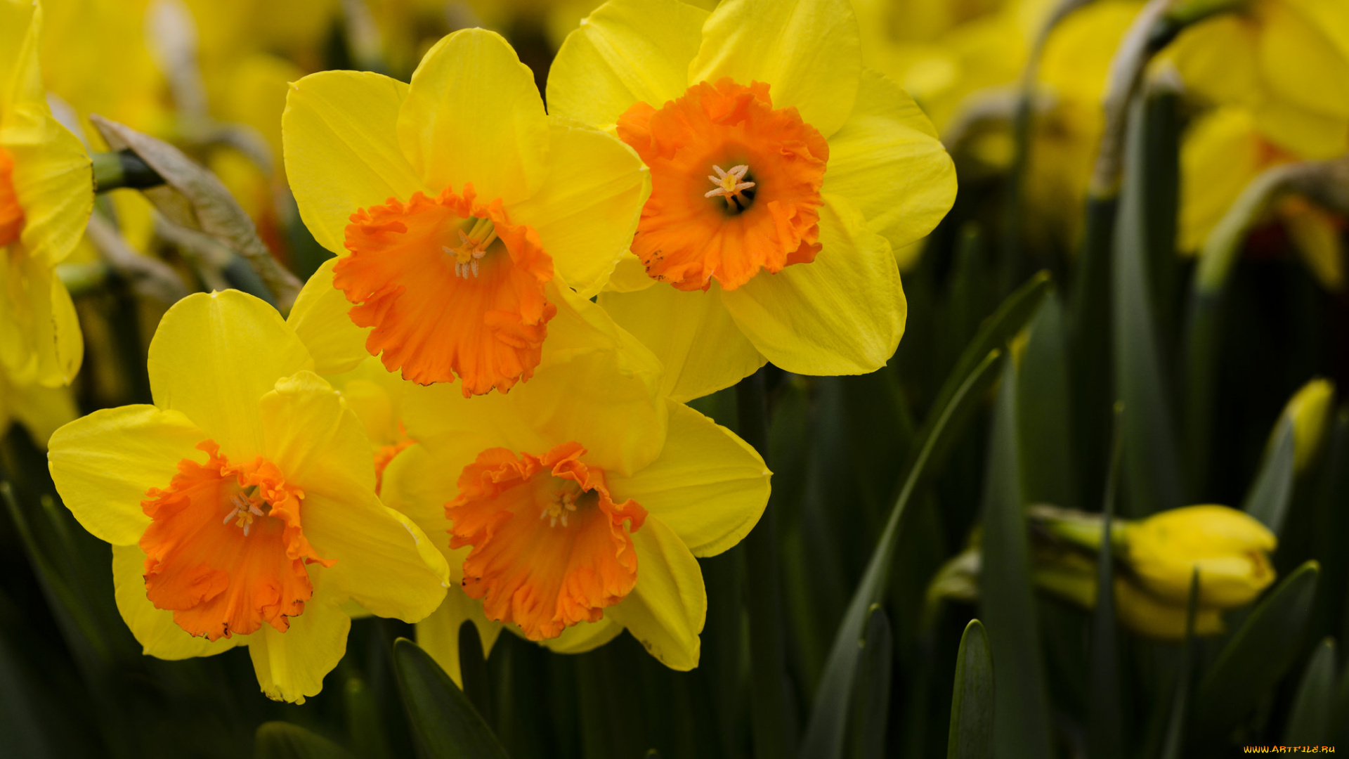 цветы, нарциссы, лепестки, желтые