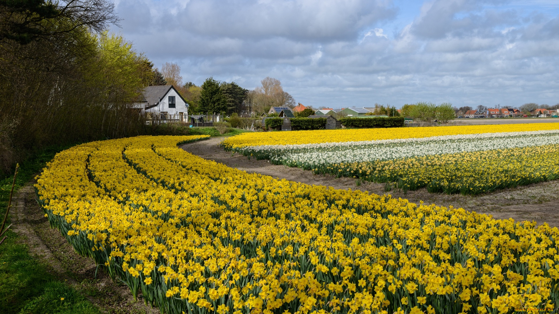 цветы, нарциссы, облака, дома, деревья, трава