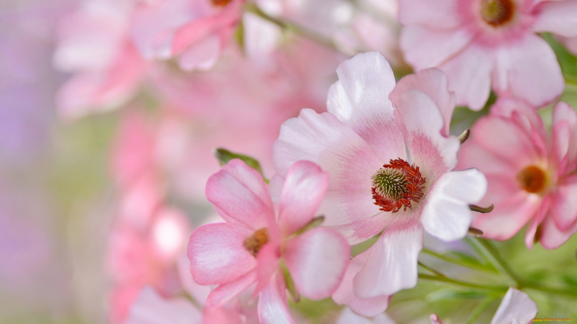 цветы, нежность