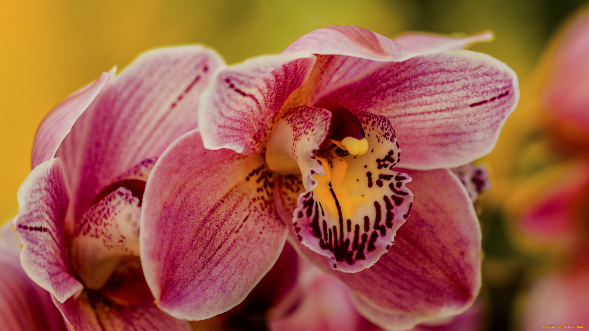 цветы, орхидеи, flowering, flowers, orchids, цветение