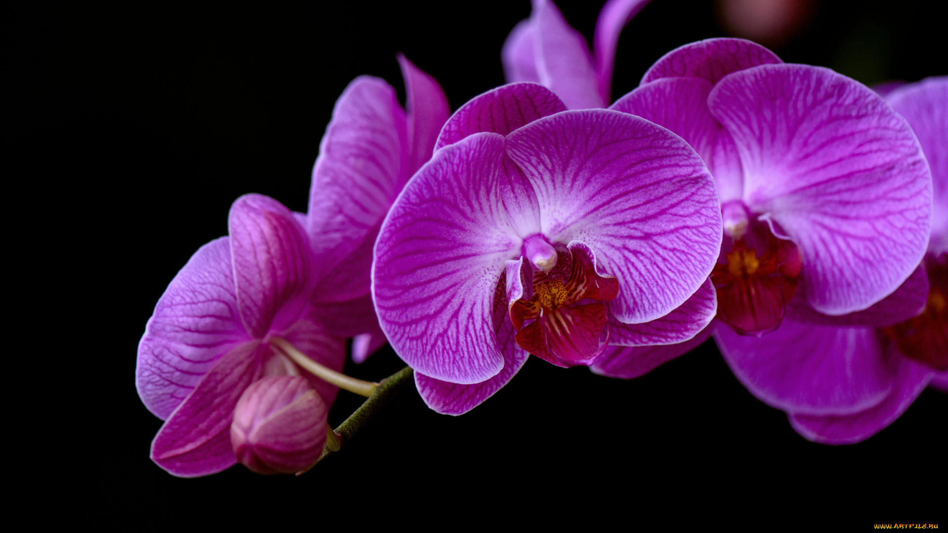 цветы, орхидеи, flowering, flowers, orchids, цветение