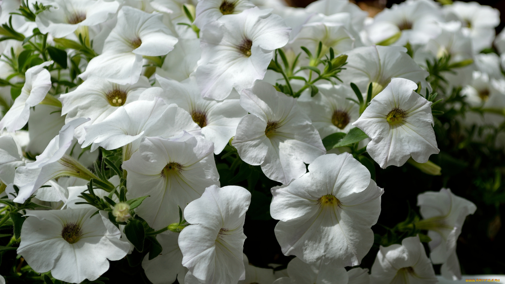 цветы, петунии, , калибрахоа, brightness, color, flowers, petunia, яркость, цвет, петуния