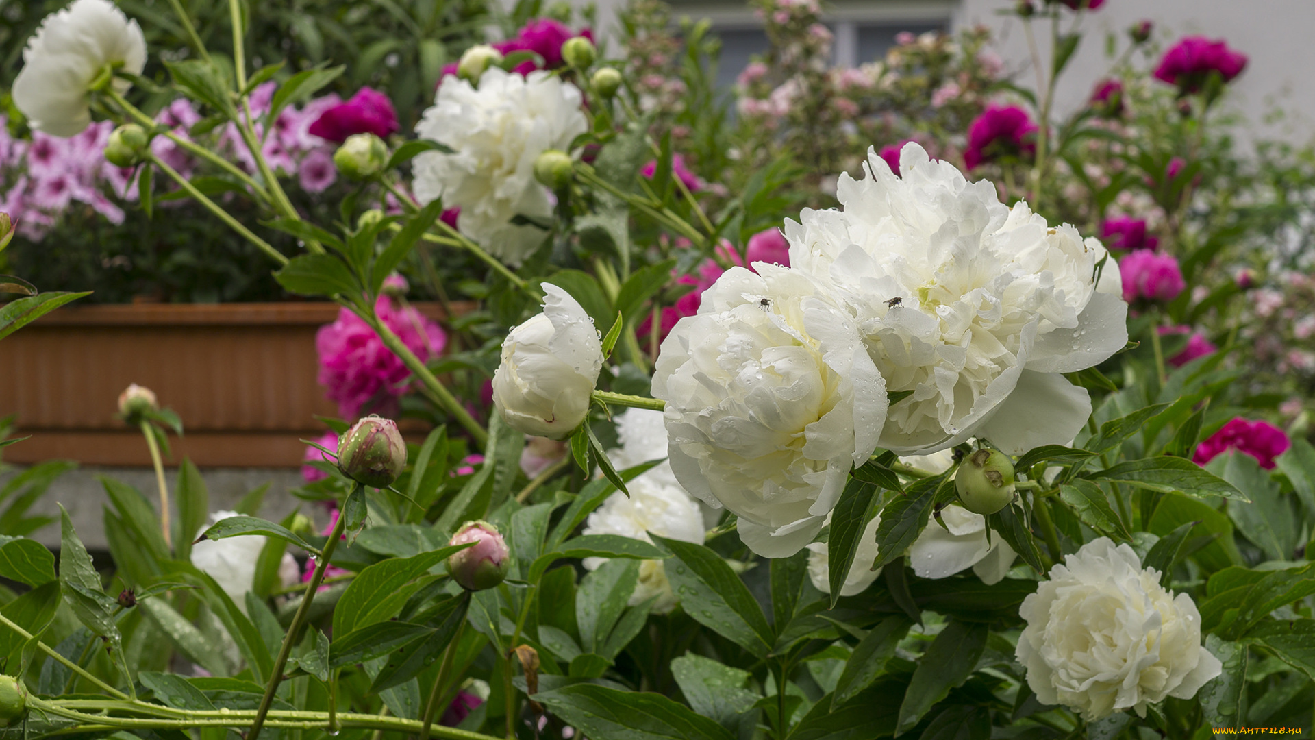 цветы, пионы, цветение, розовый, бутон, лепестки, пион