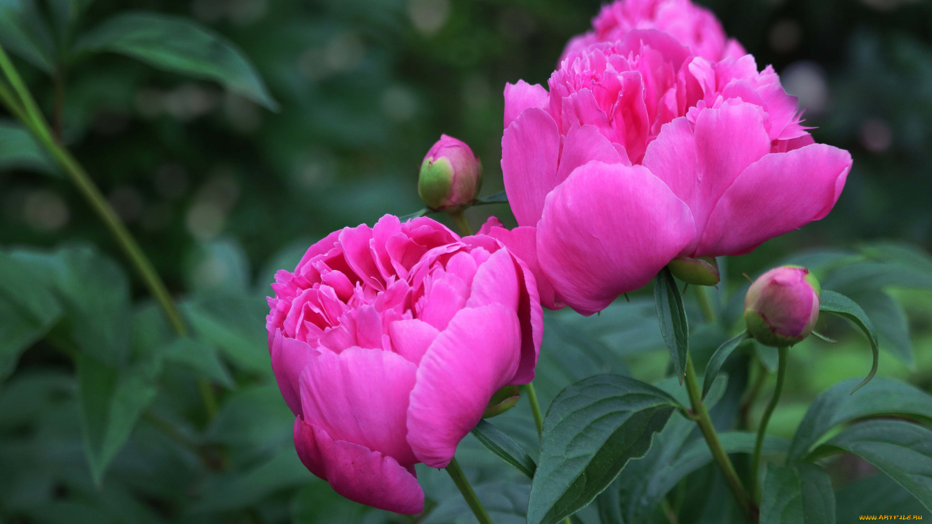 цветы, пионы, цветение, розовый, лепестки, бутон, пион