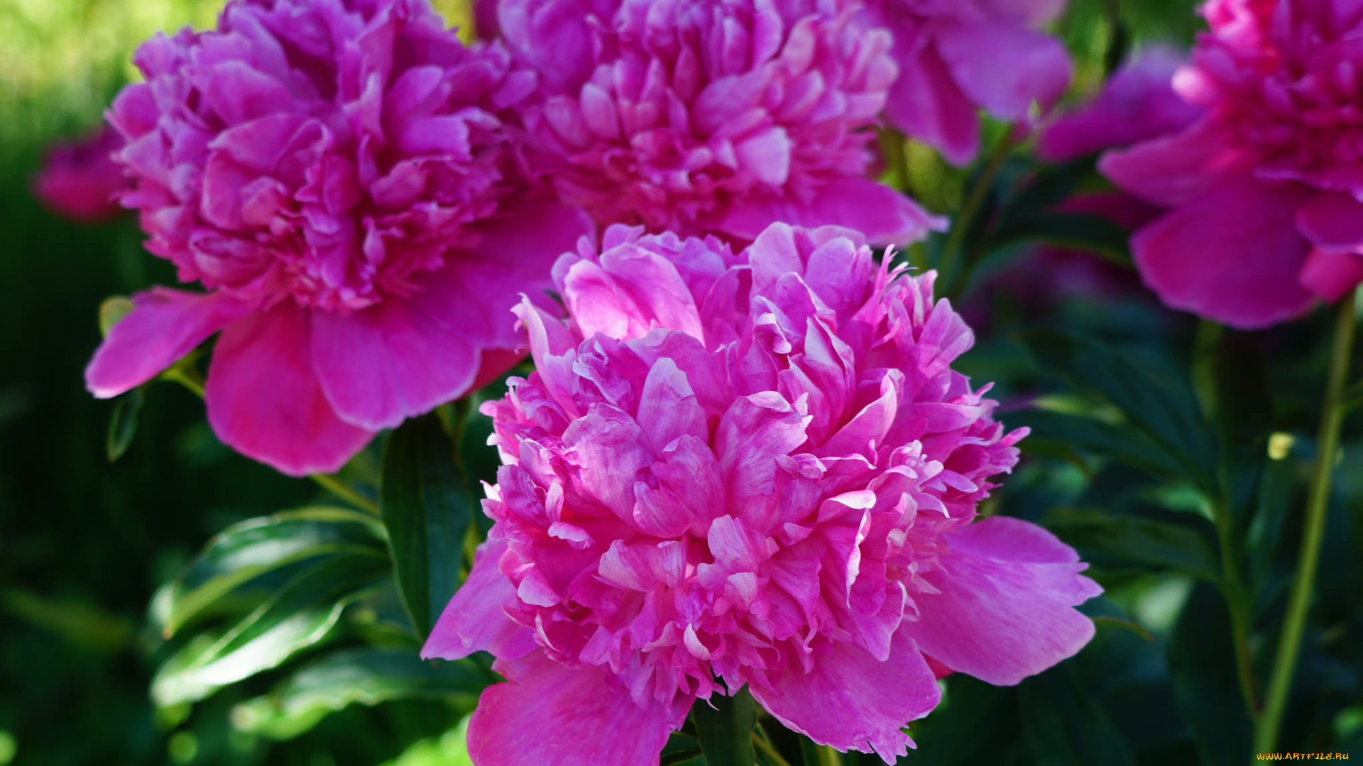 цветы, пионы, куст, цветение, листья, лепестки