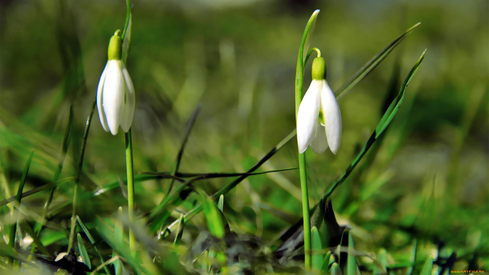 цветы, подснежники, , белоцветники, , пролески, белоцветник
