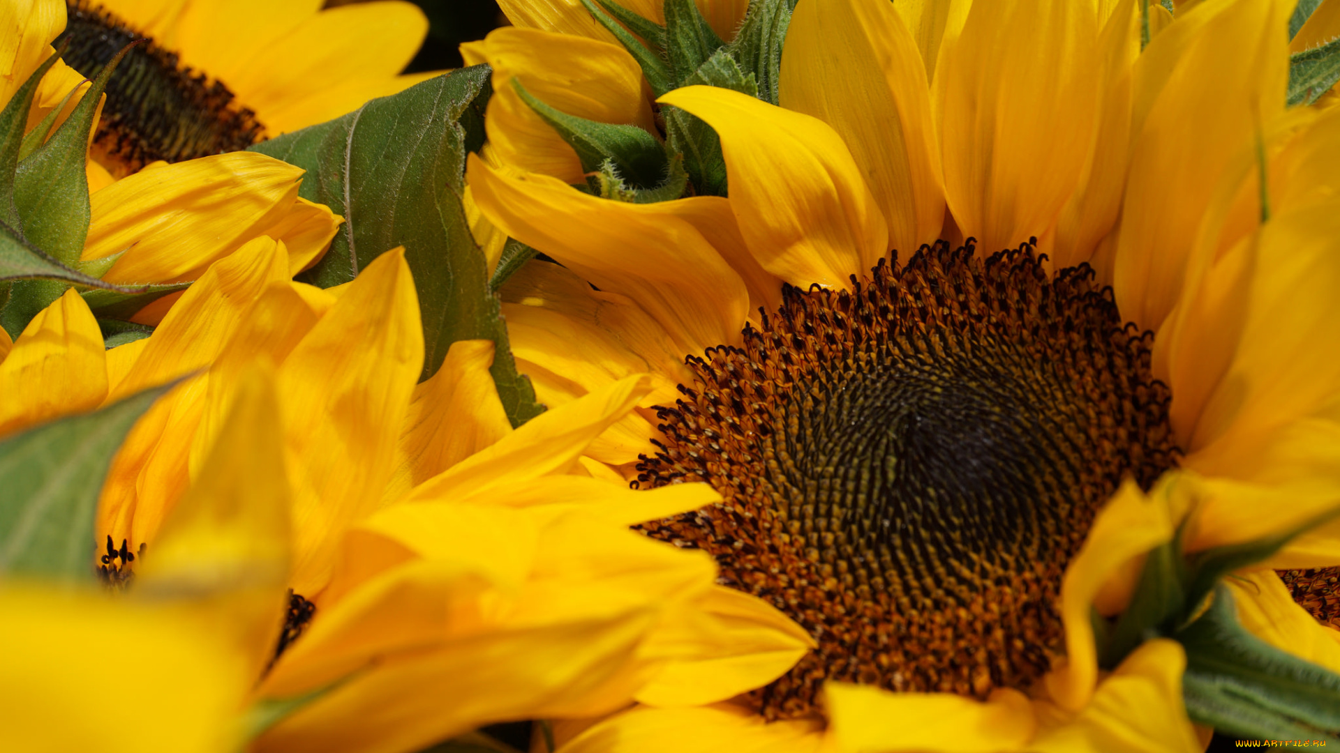 цветы, подсолнухи, лепестки, цветки, цветение, подсолнух