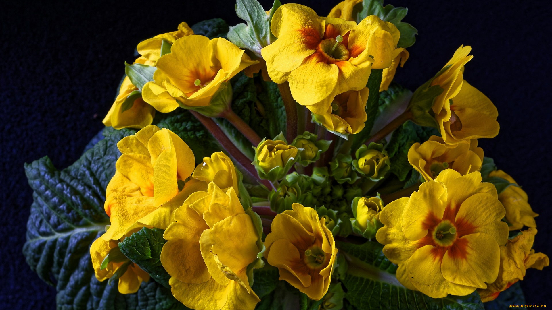 цветы, примулы, желтый