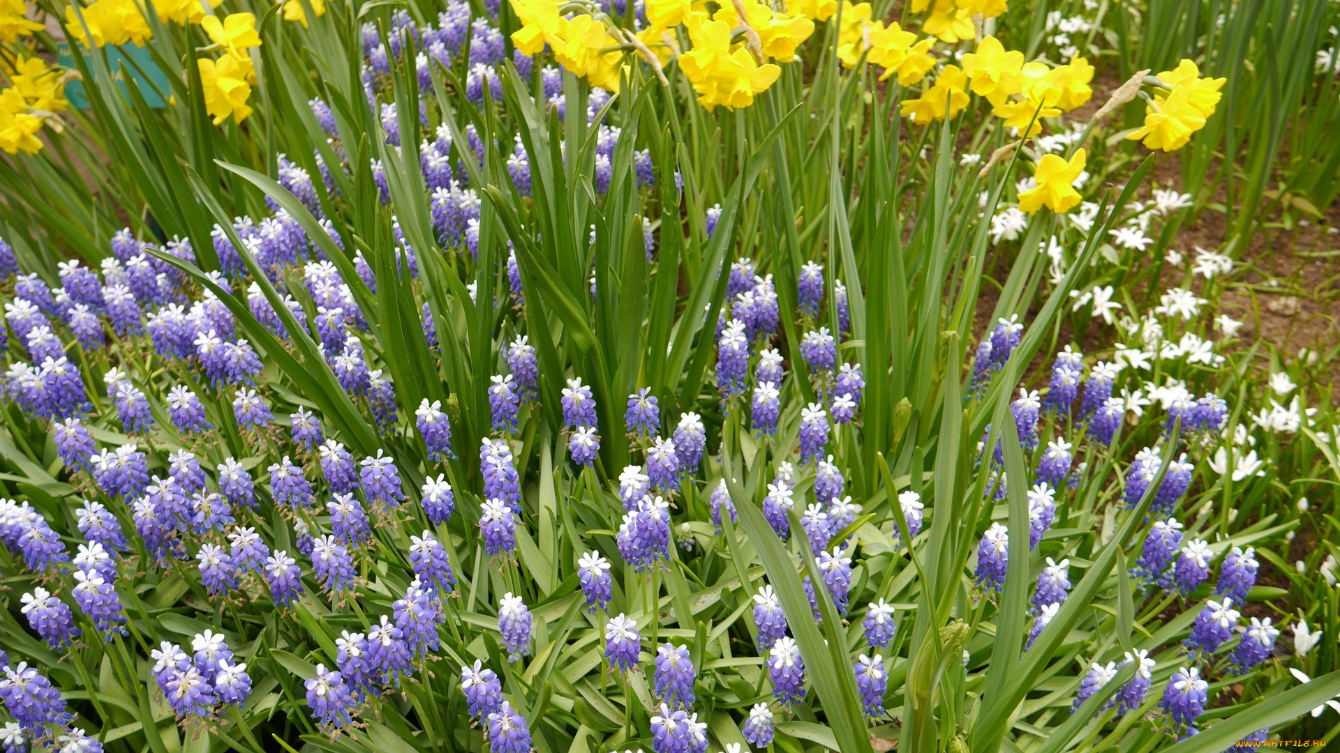 цветы, разные, вместе, нарцисс