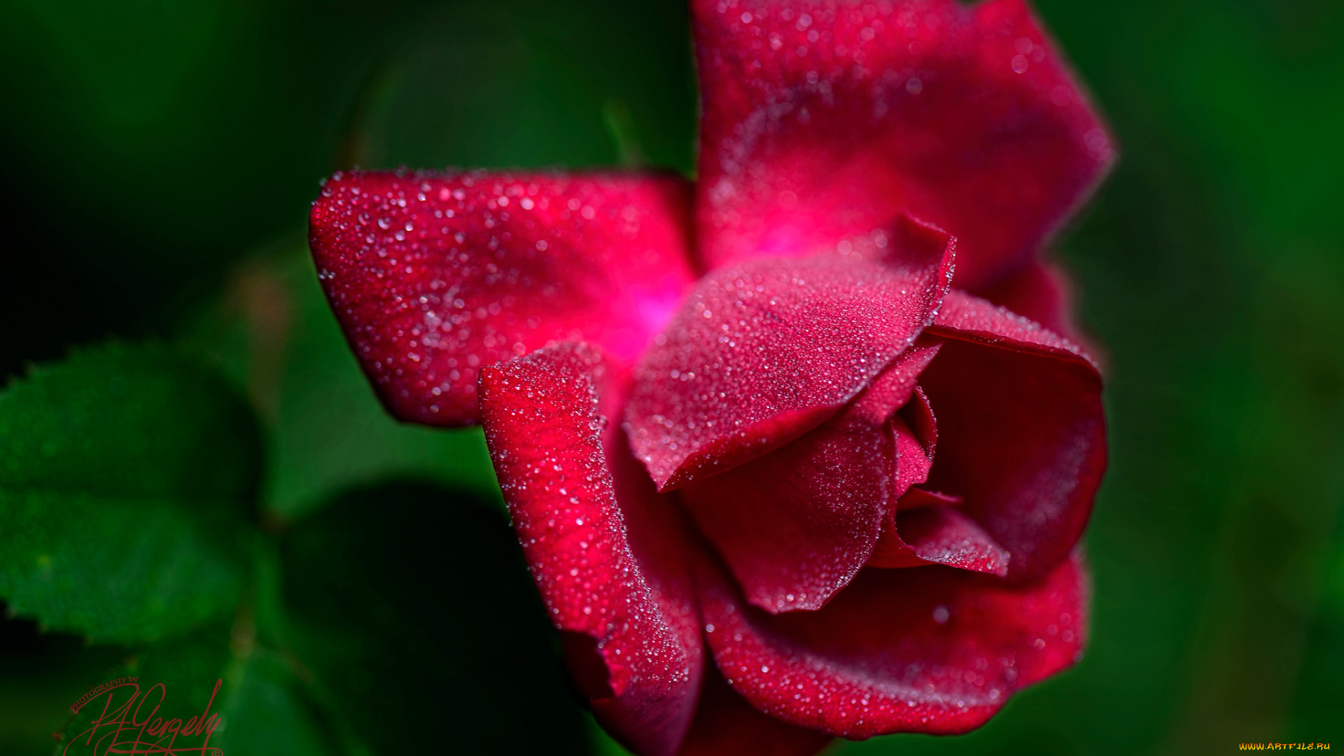 цветы, розы, blossoms, leaves, petals, bud, rose, листья, лепестки, бутон, роза, цветение