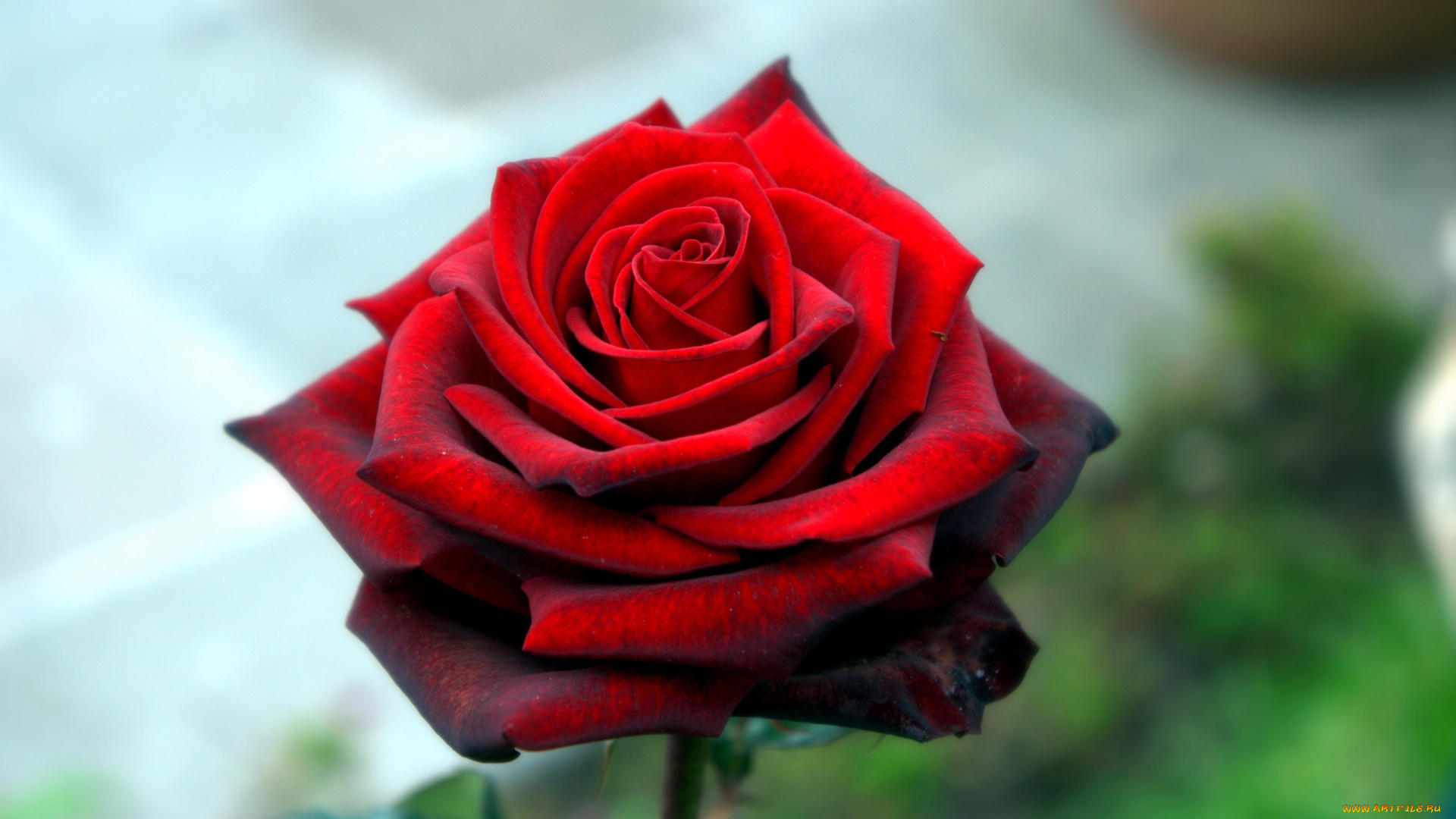 цветы, розы, бордо, одиночка