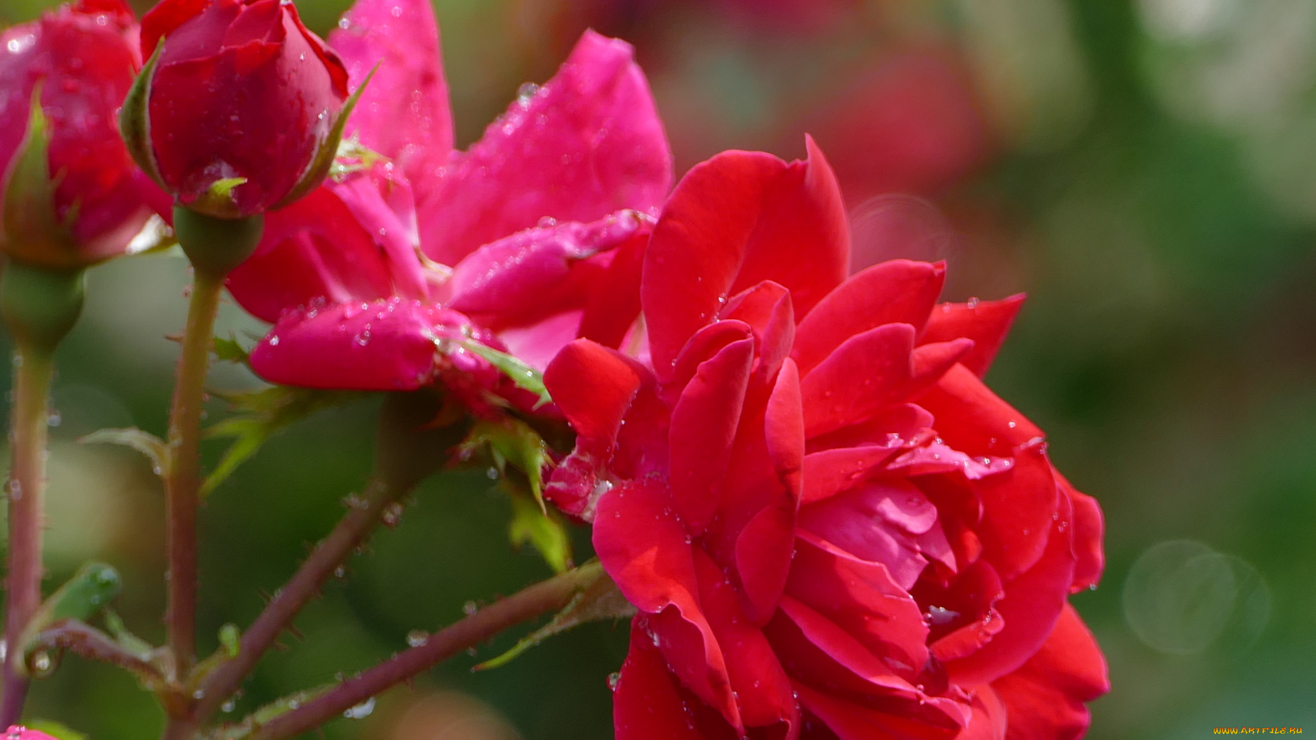 цветы, розы, цветение, лепестки, бутон, розовая, роза